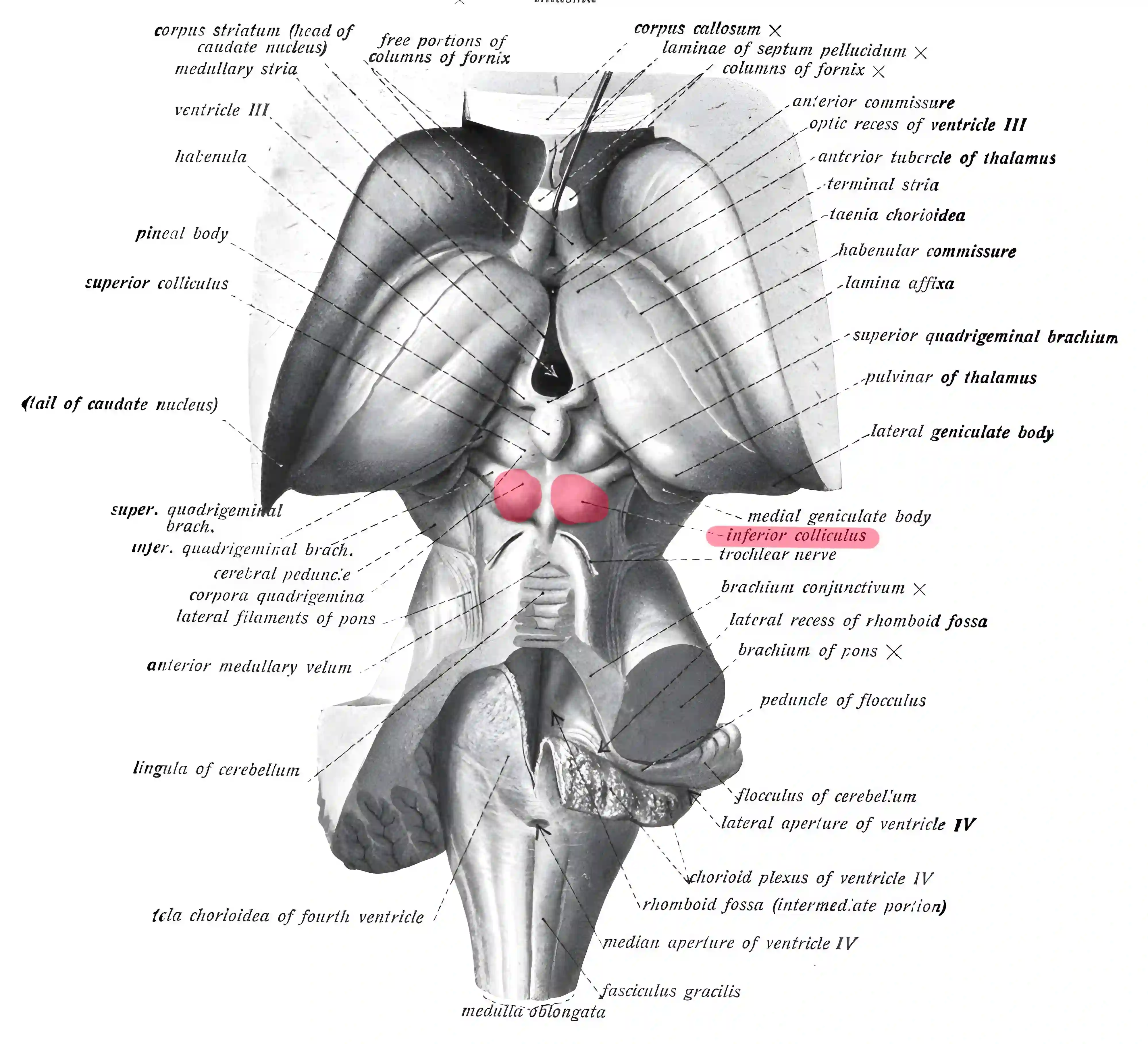 Colliculus inferior Grays Anatomy