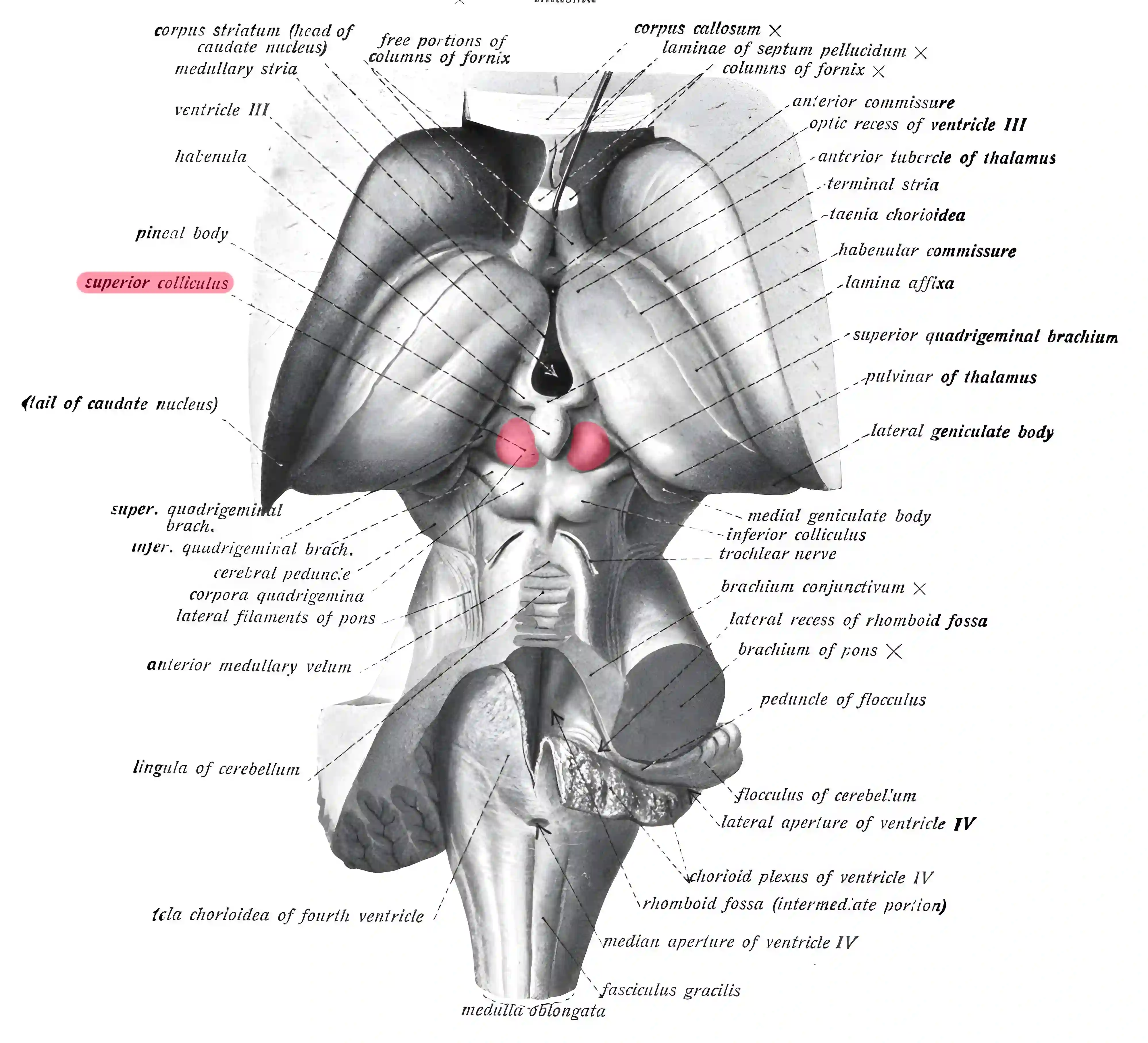 Colliculus superior Grays Anatomy