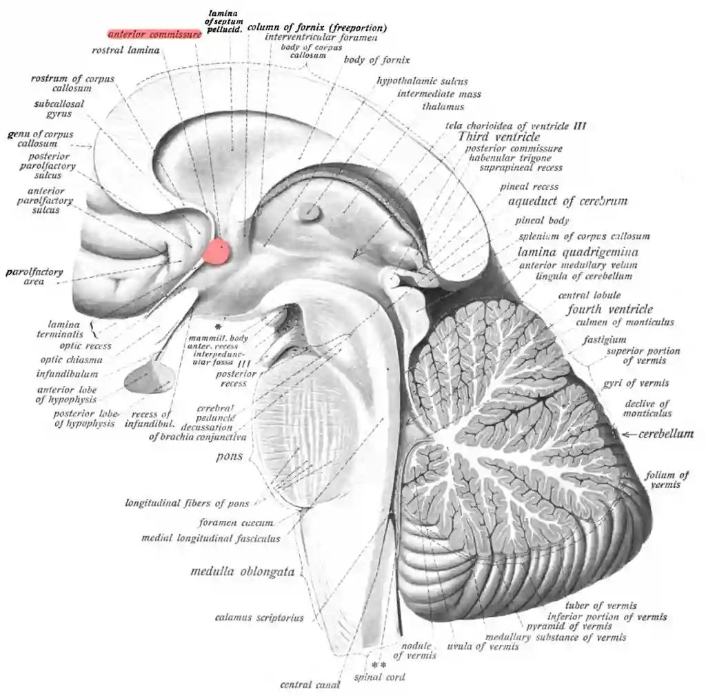 Commissura anterior Sobotta