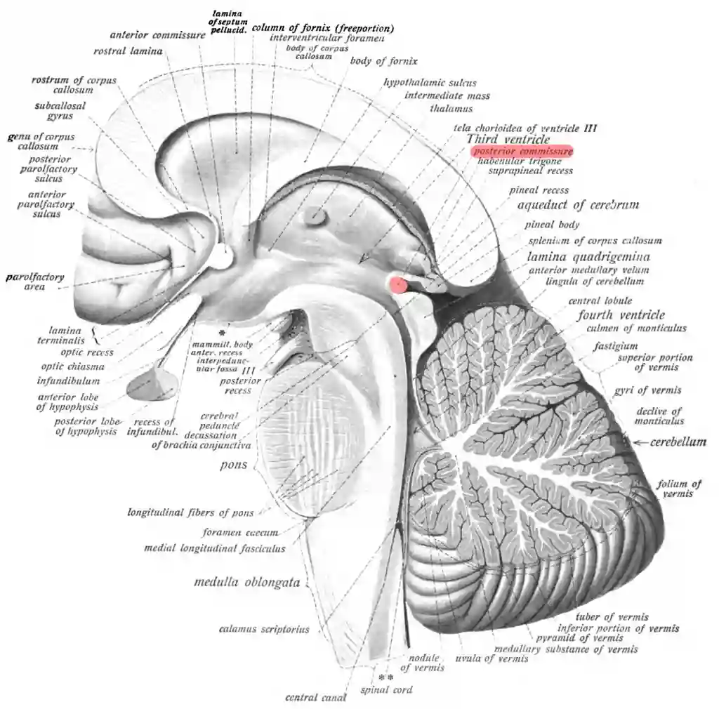 Commissura posterior