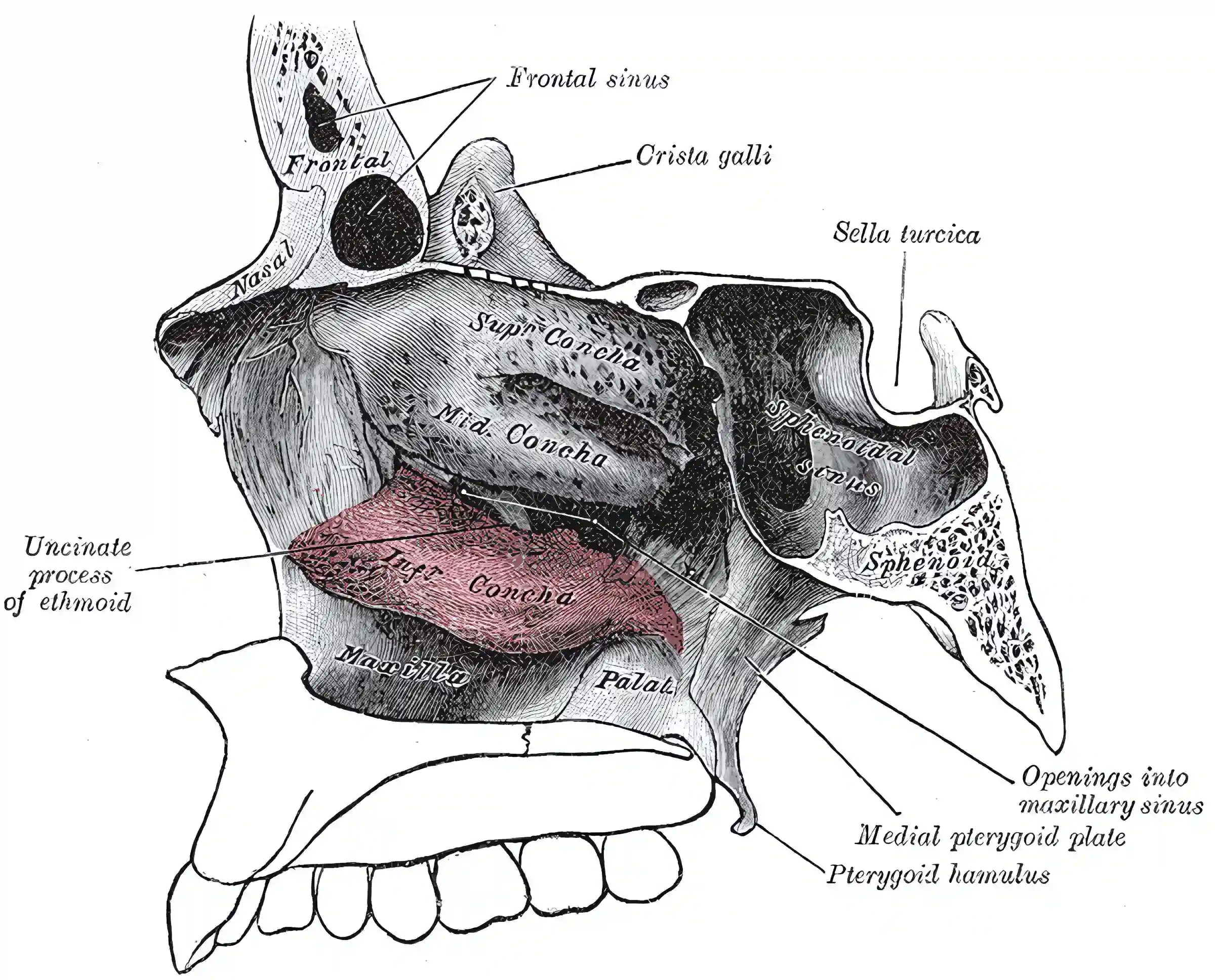 Concha nasalis inferior