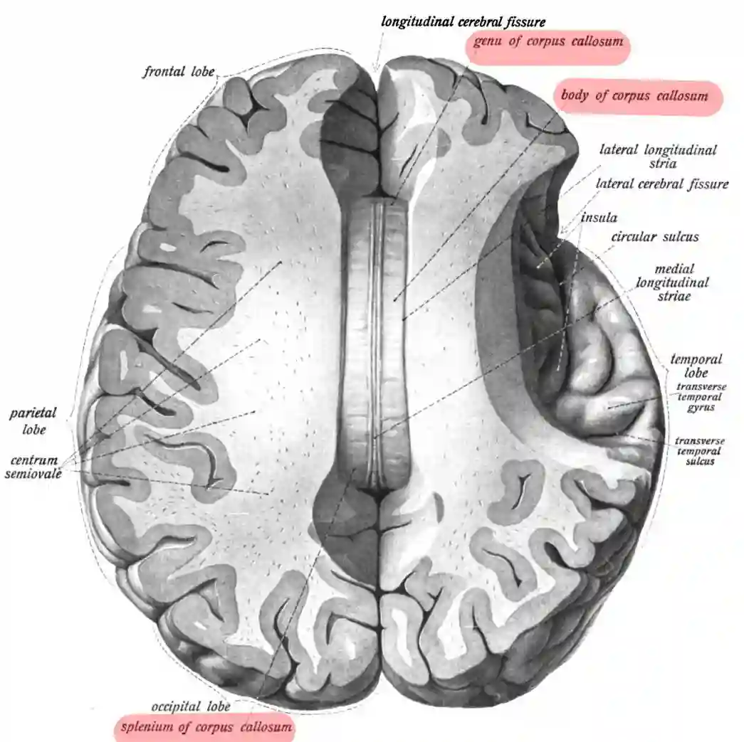 Corpus Callosum