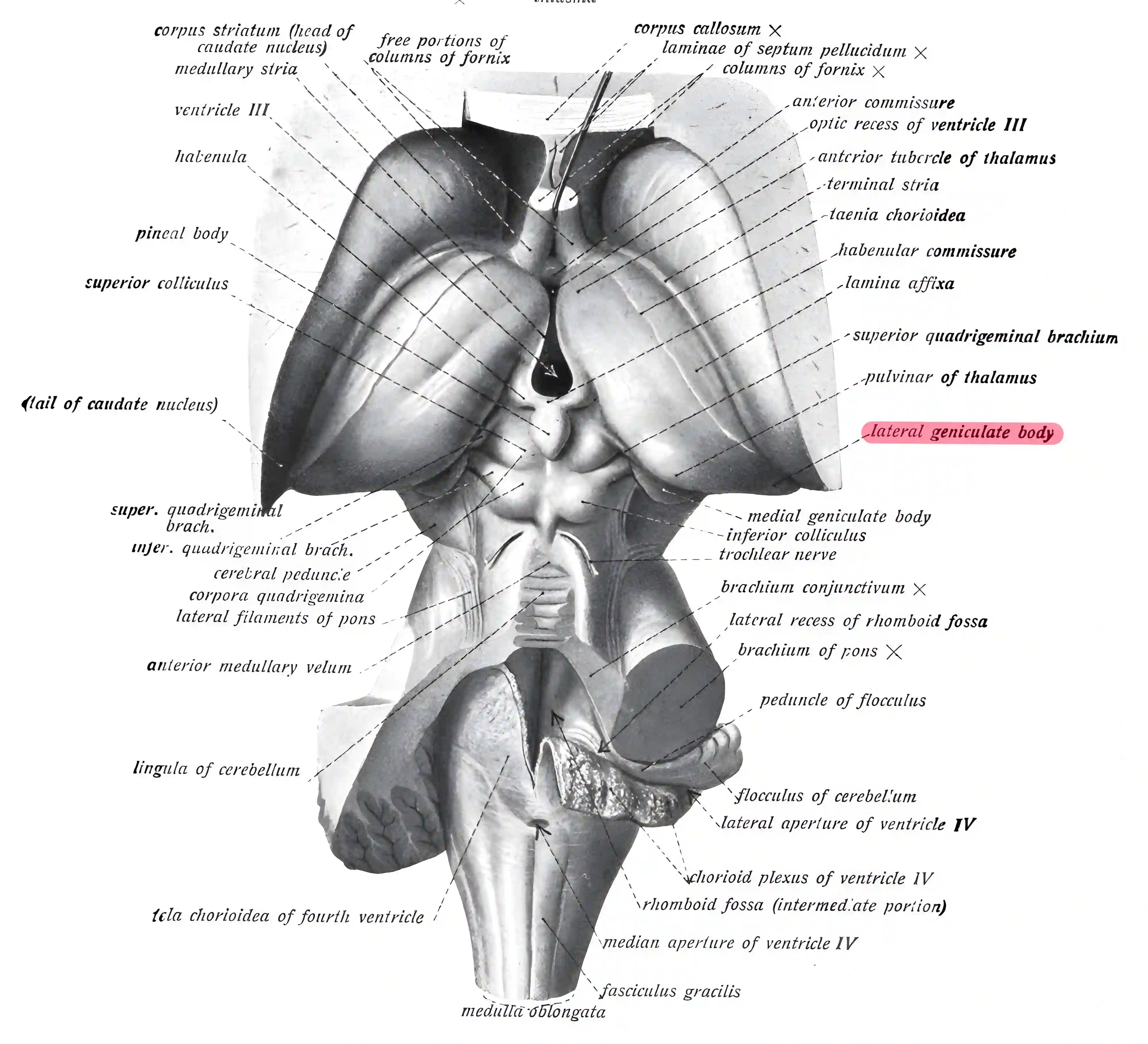 Corpus geniculatum laterale anatomische Zeichnung