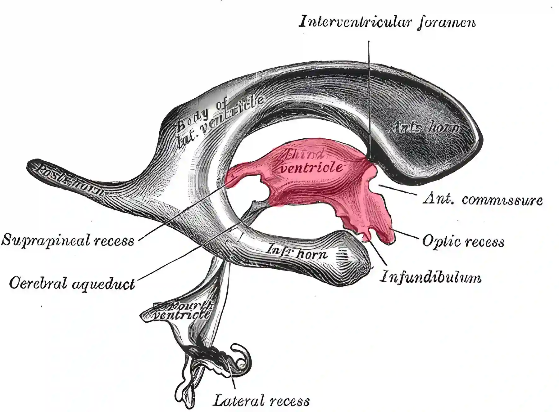 Dritter Ventrikel