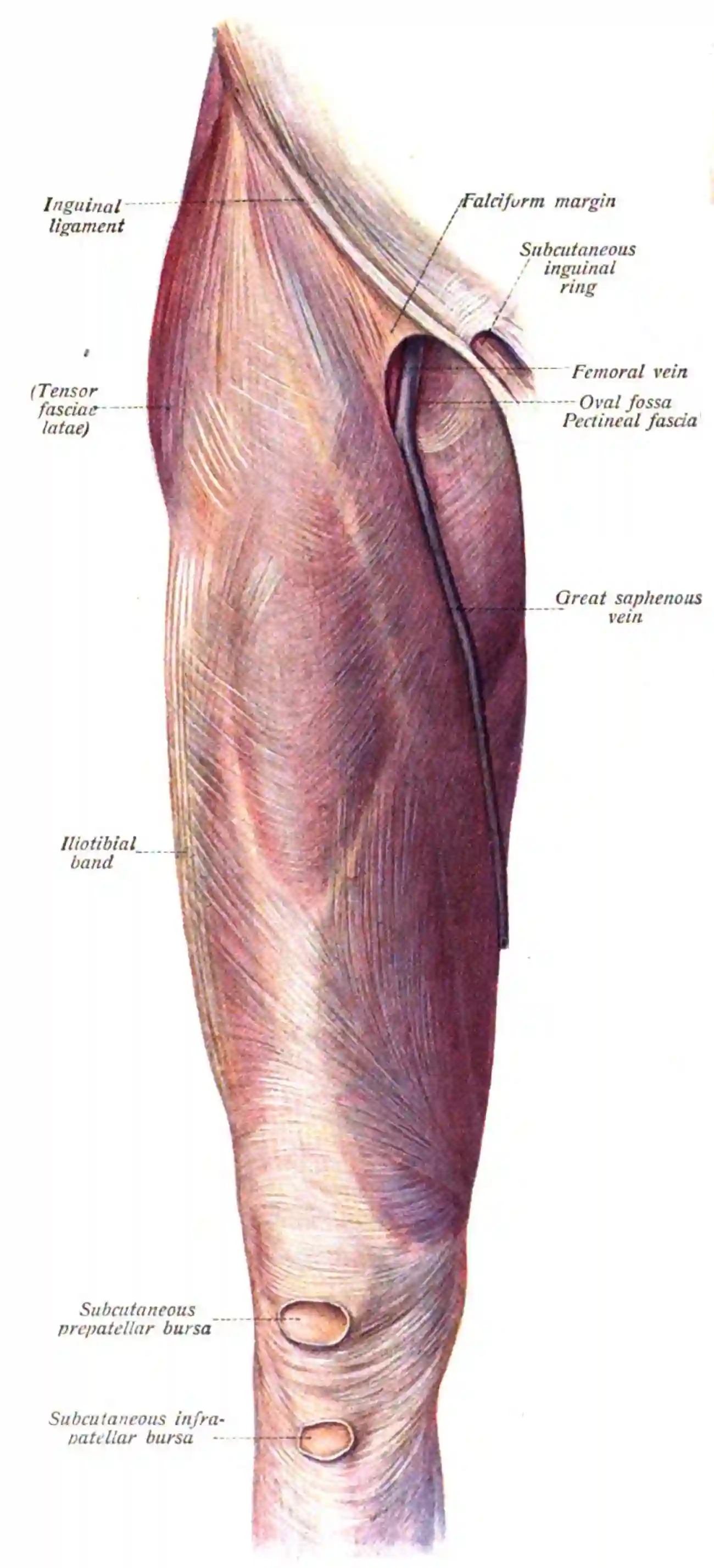 Fascia lata Ansicht von anterior