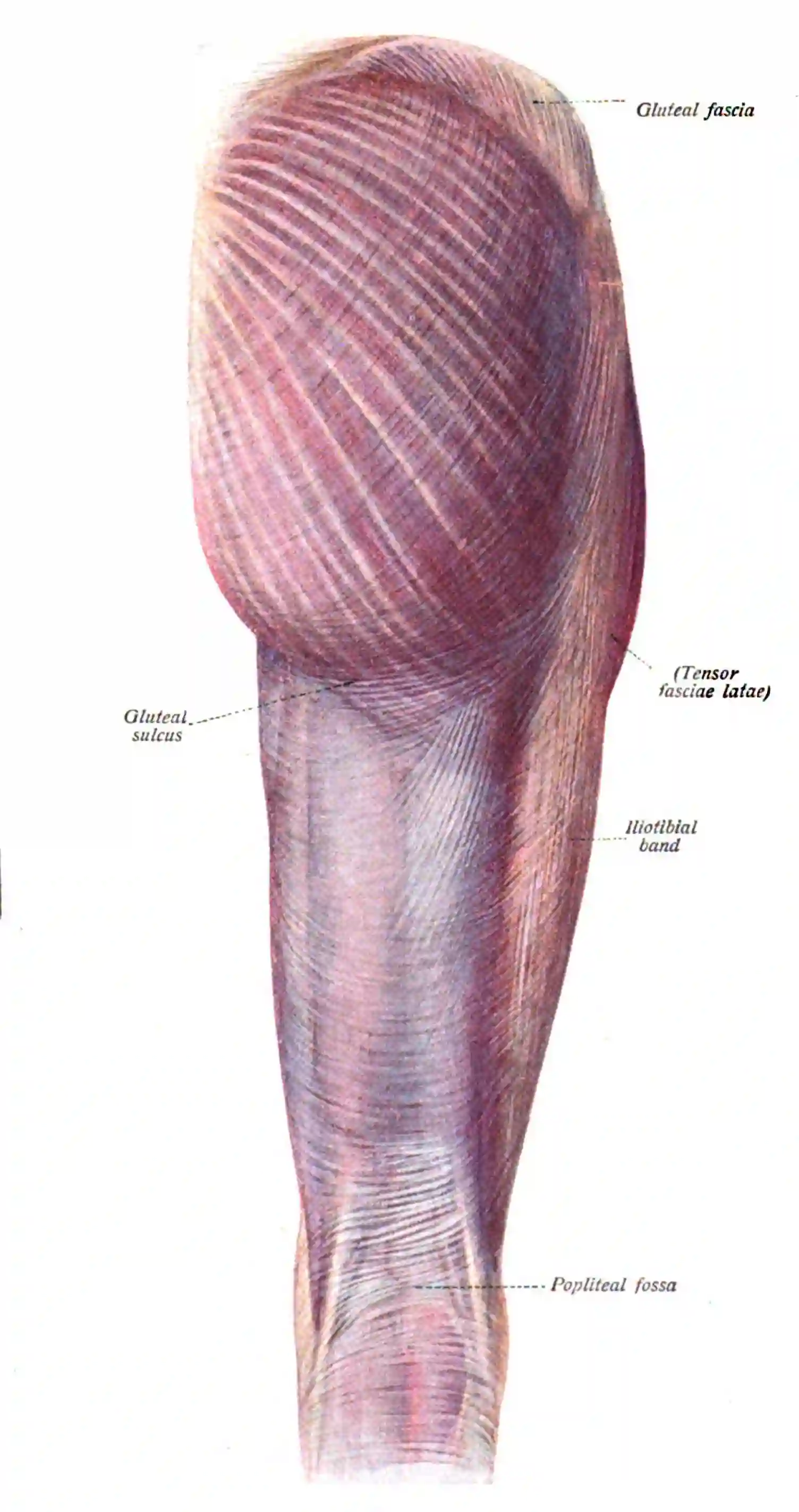 Fascia lata Ansicht von posterior