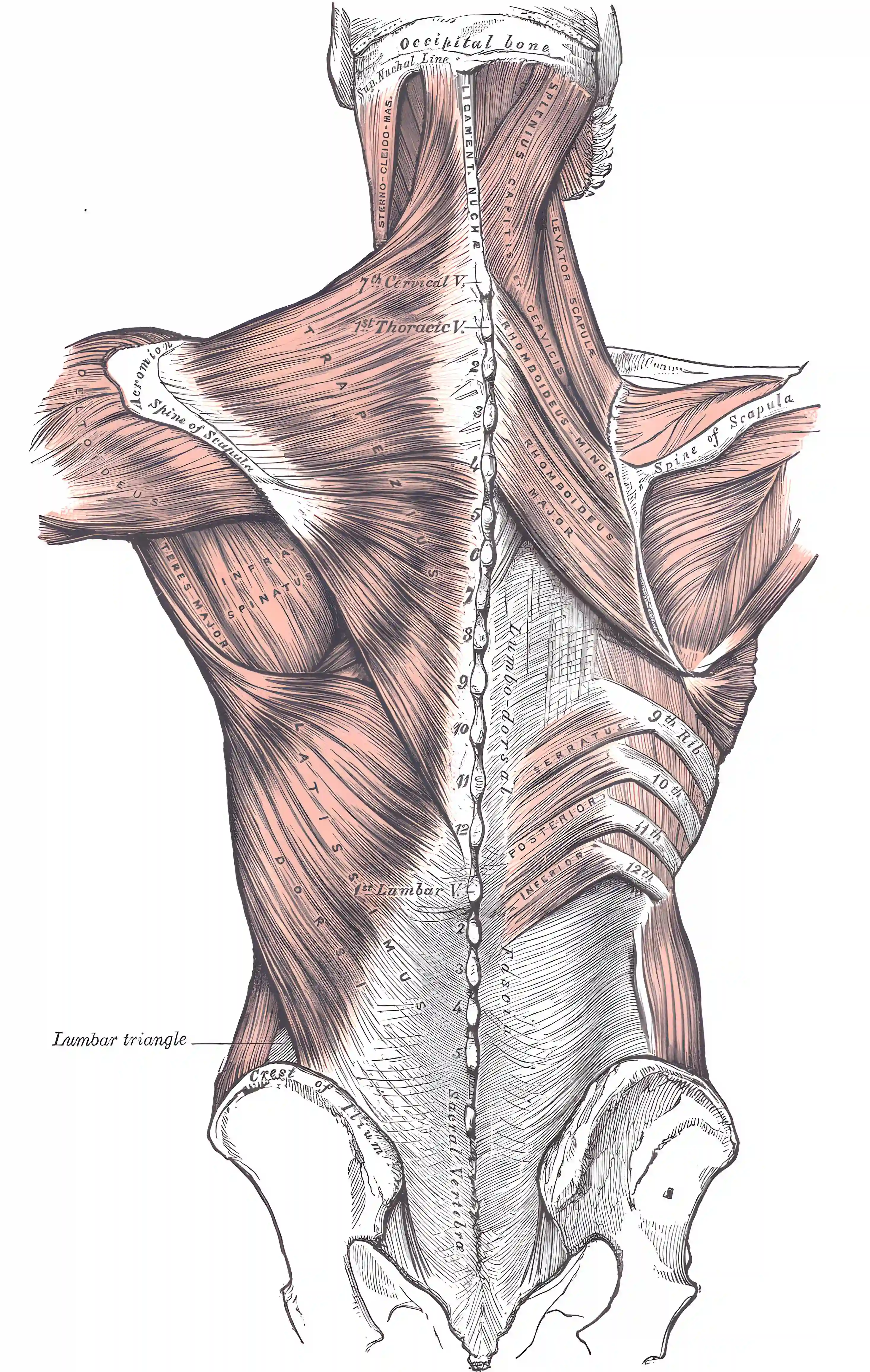 Fascia thoracolumbalis Grays Anatomy