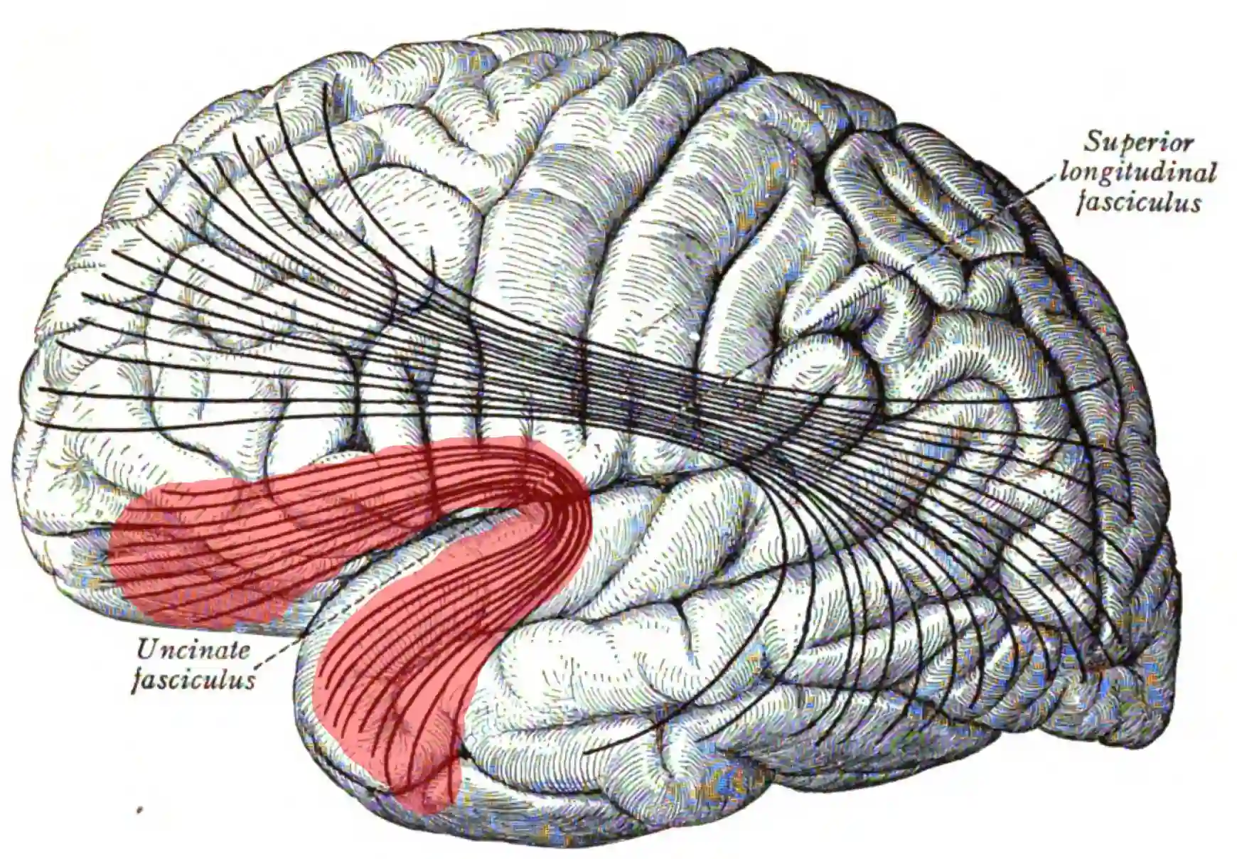 Fasciulus uncinatus