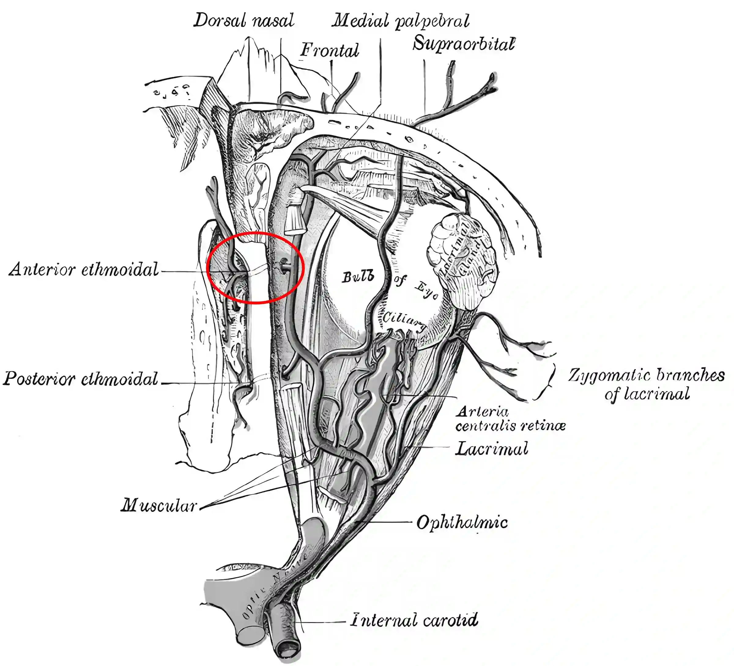 Foramen ethmoidale anterius