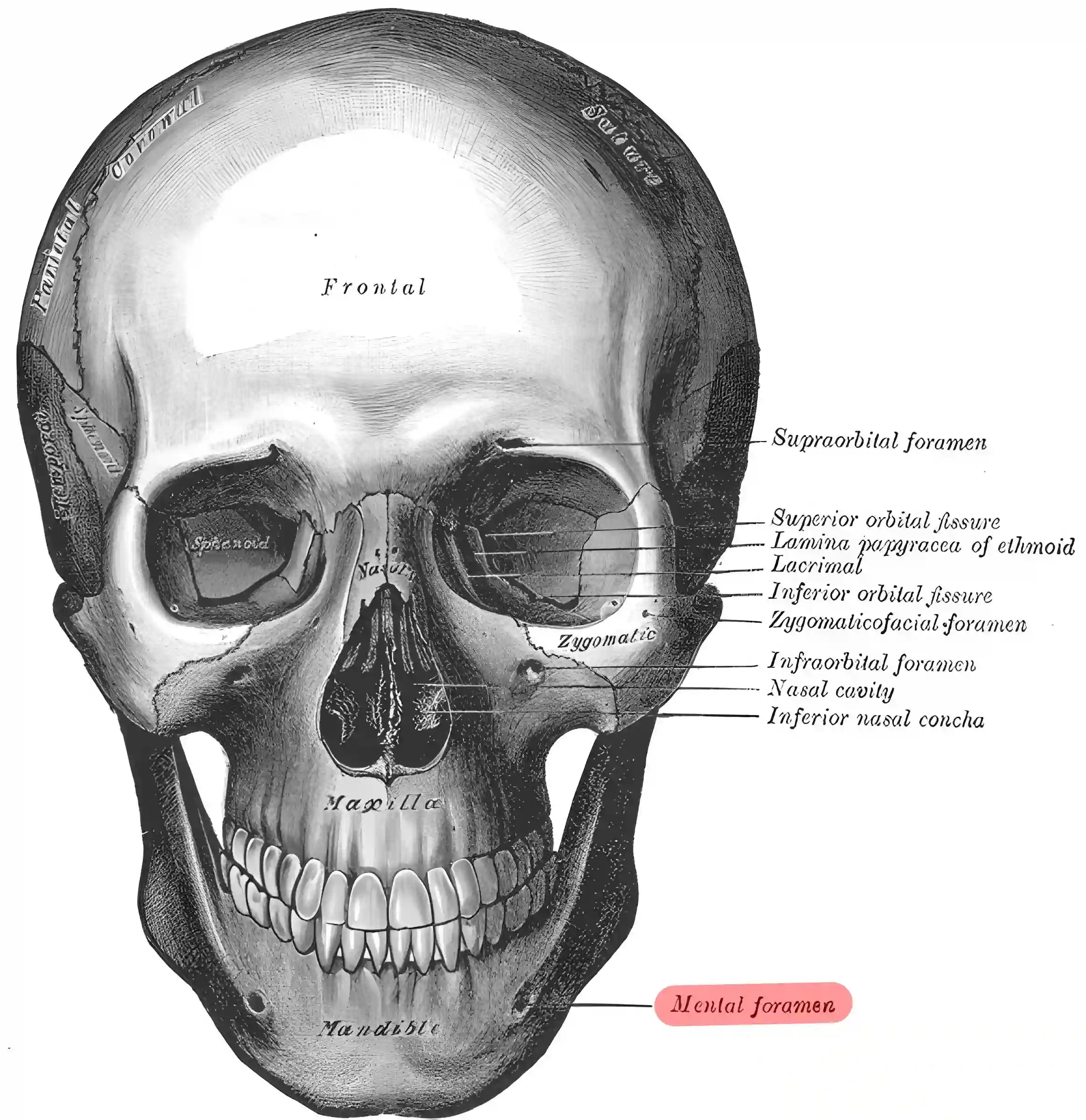 Foramen mentale