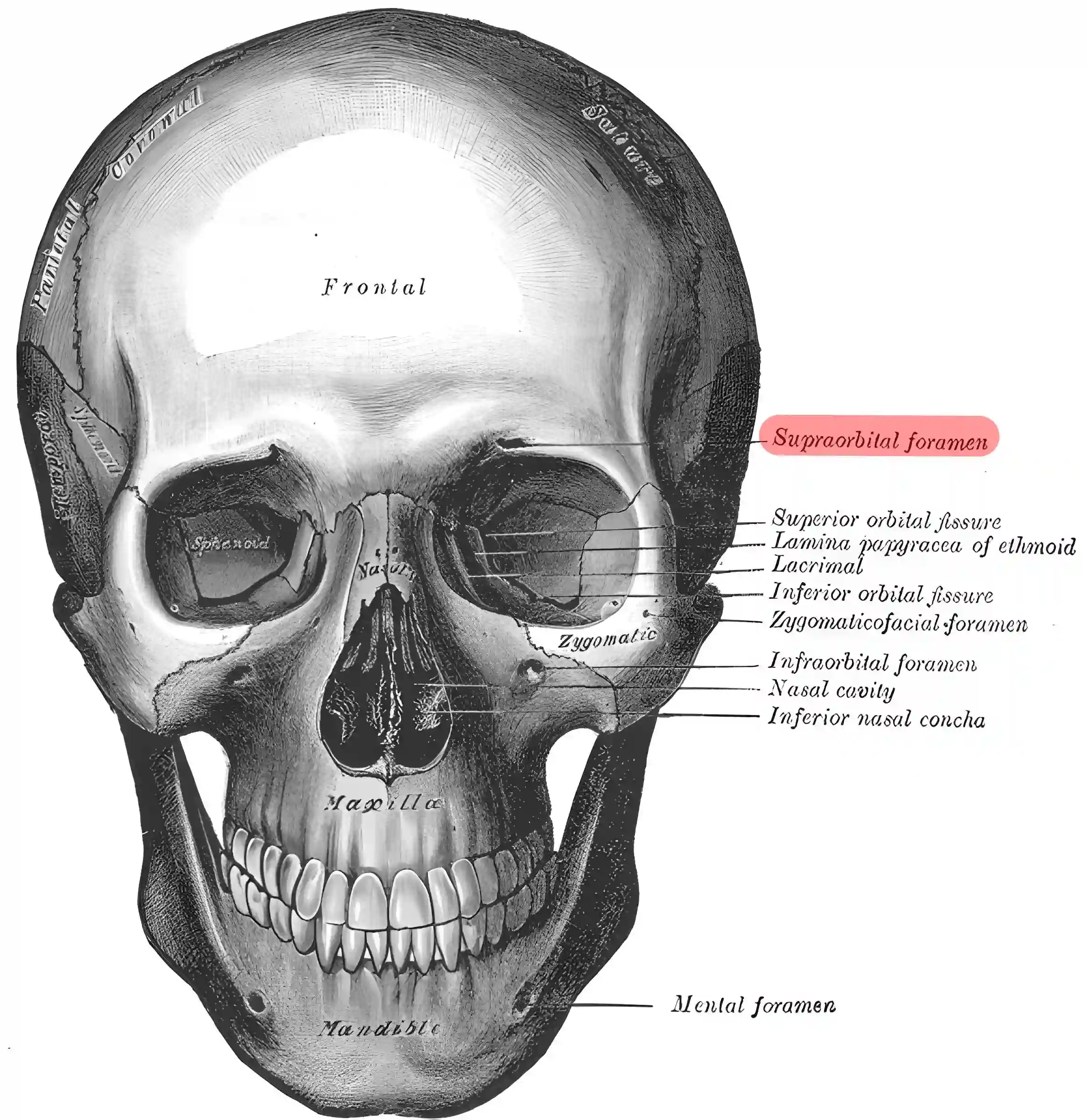 Foramen supraorbitale