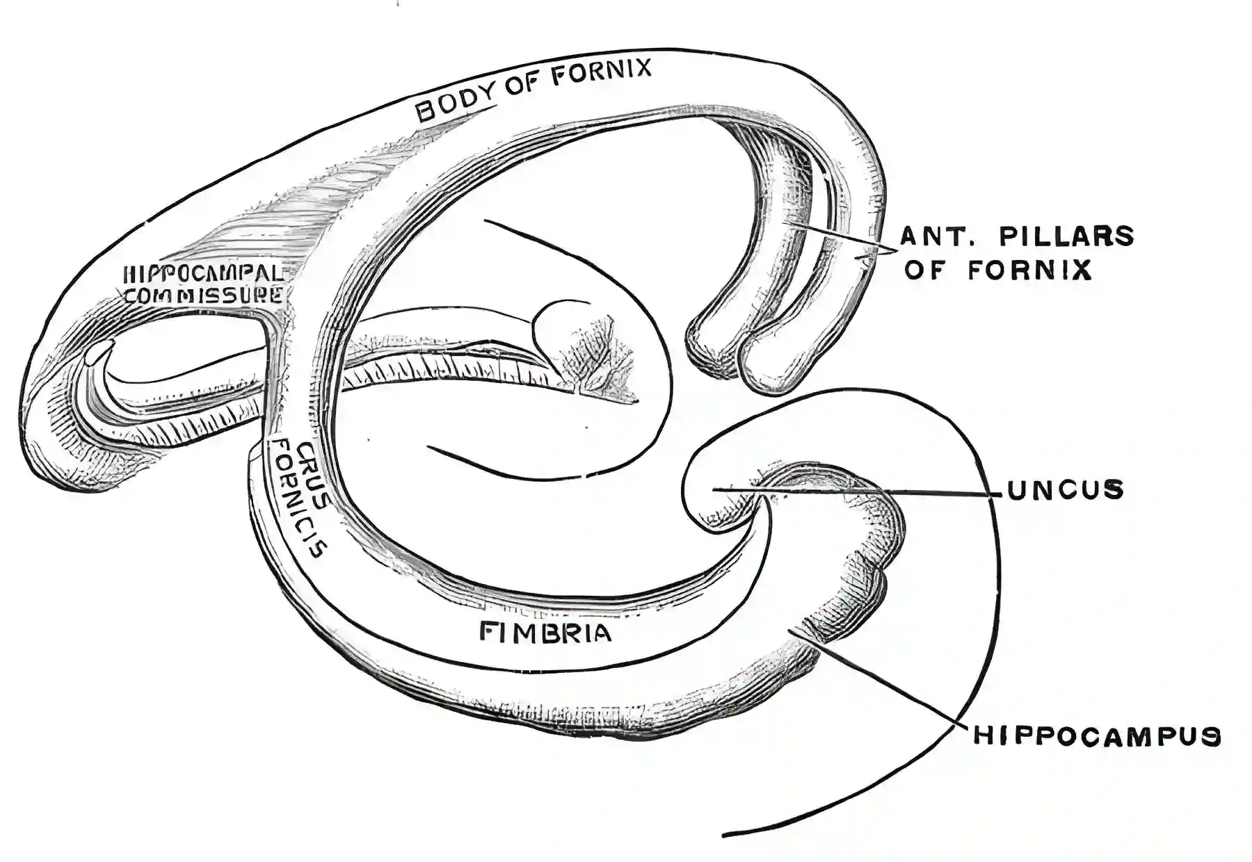 Fornix Grays Anatomy