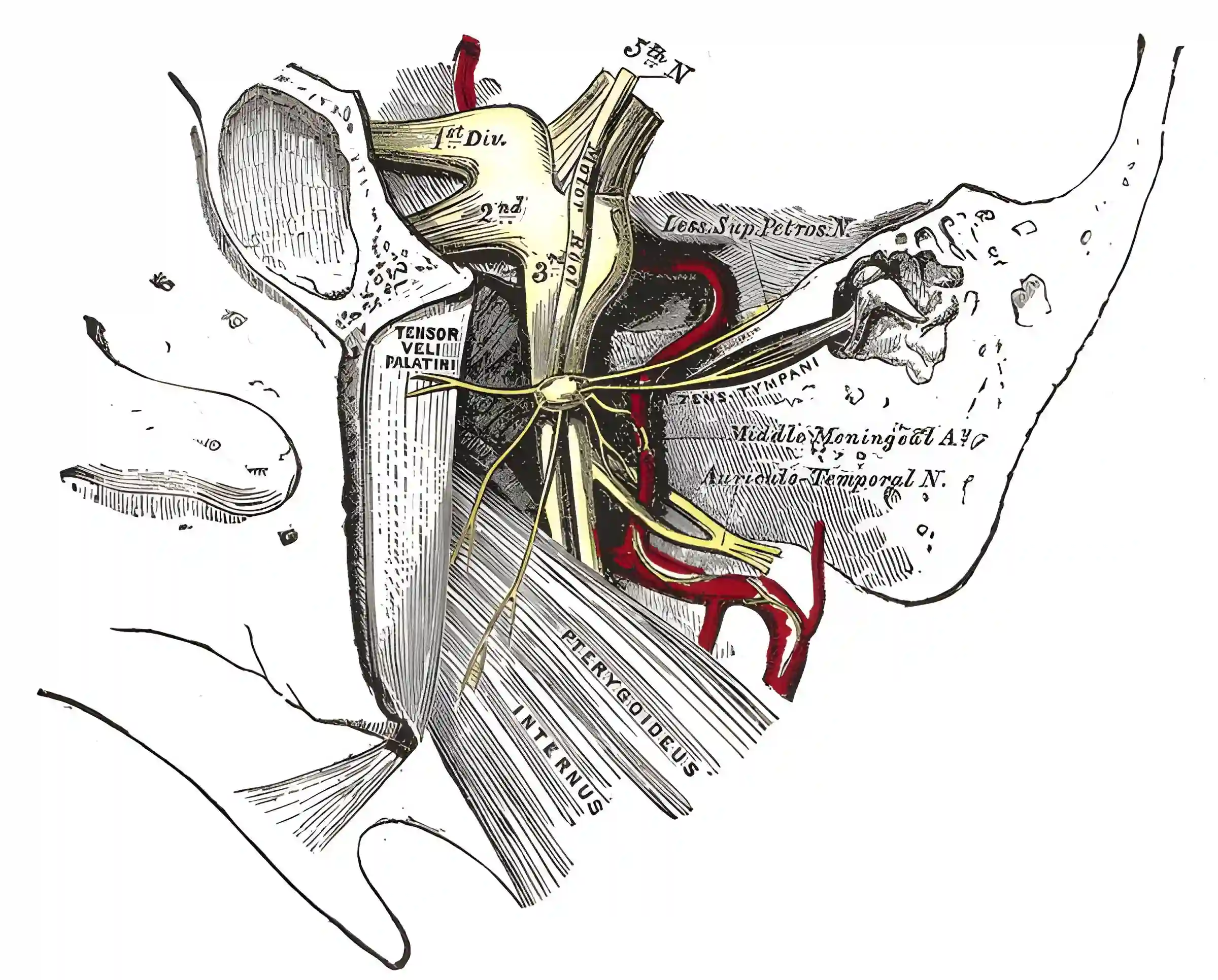 Ganglion oticum