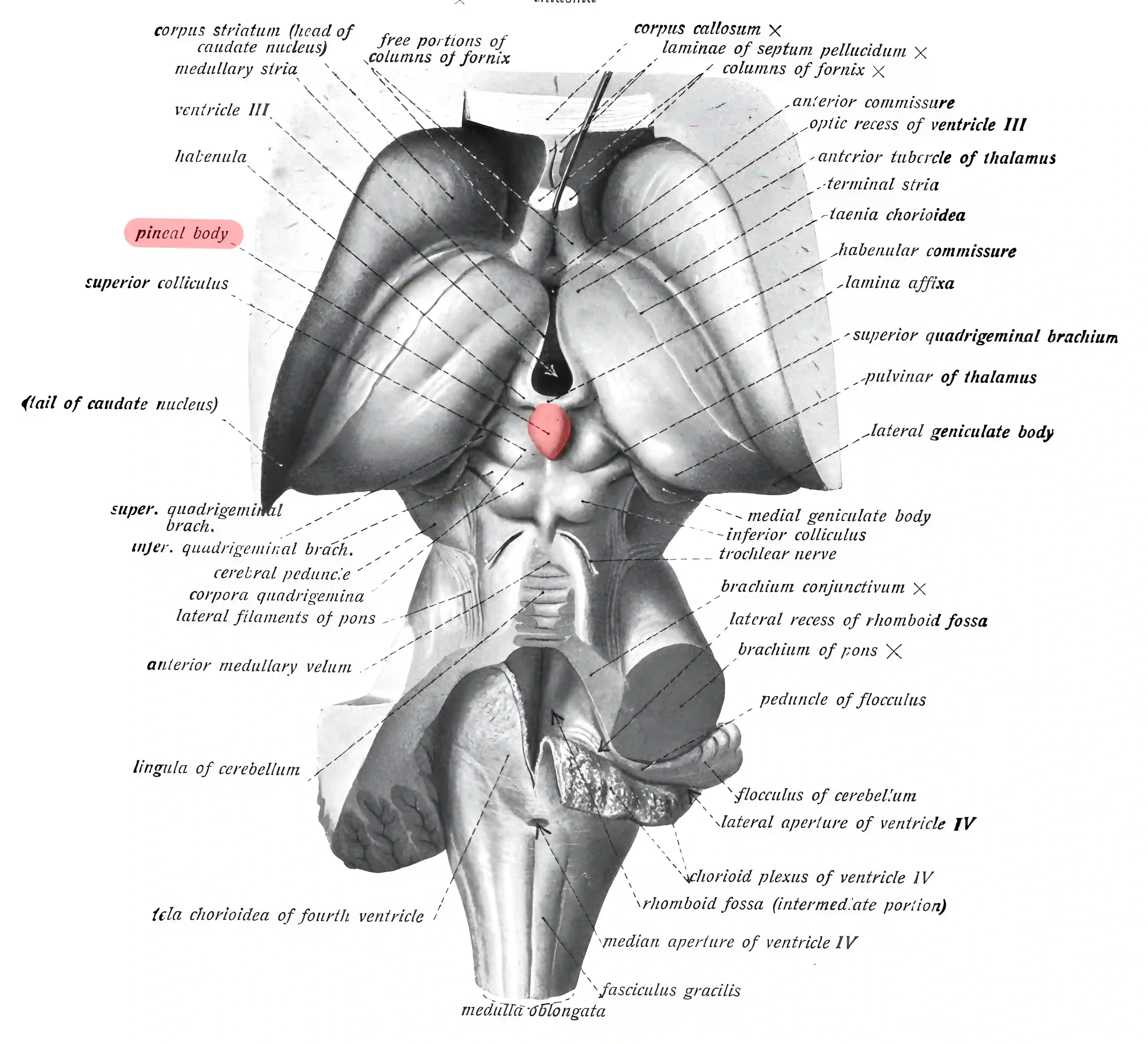Anatomische Zeichnung Glandula pinealis