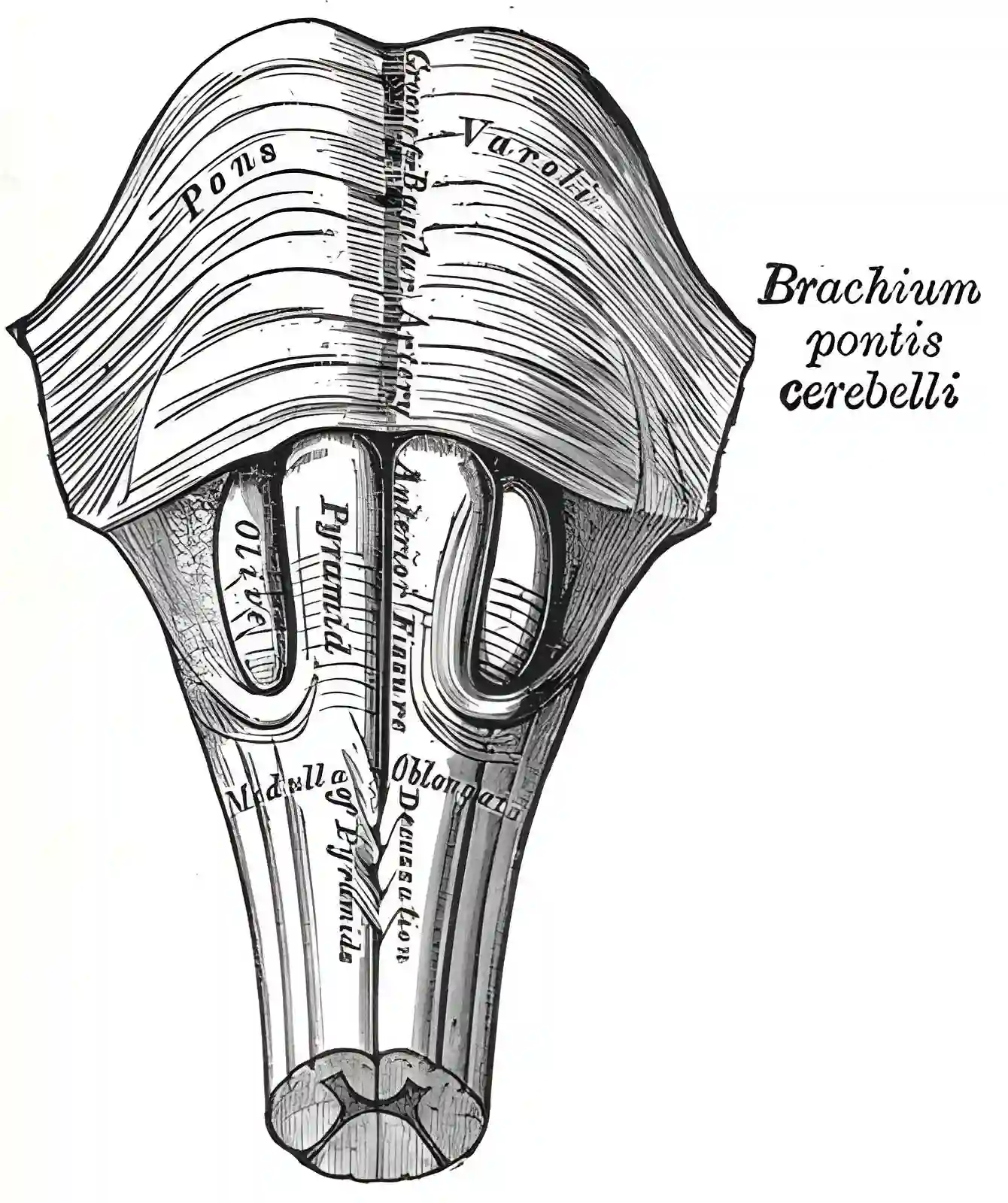 Grays Anatomy