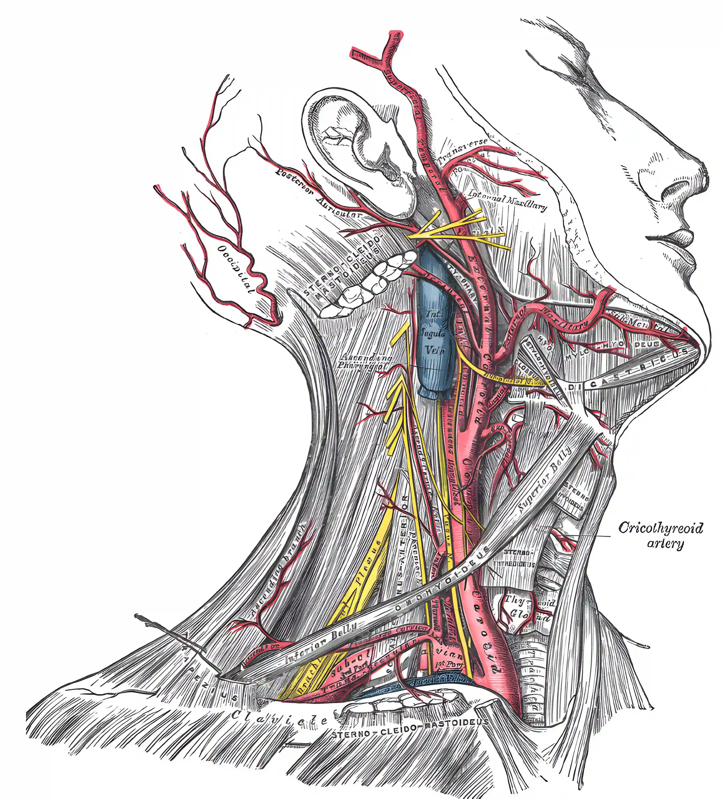 Grays Anatomy Figure 507