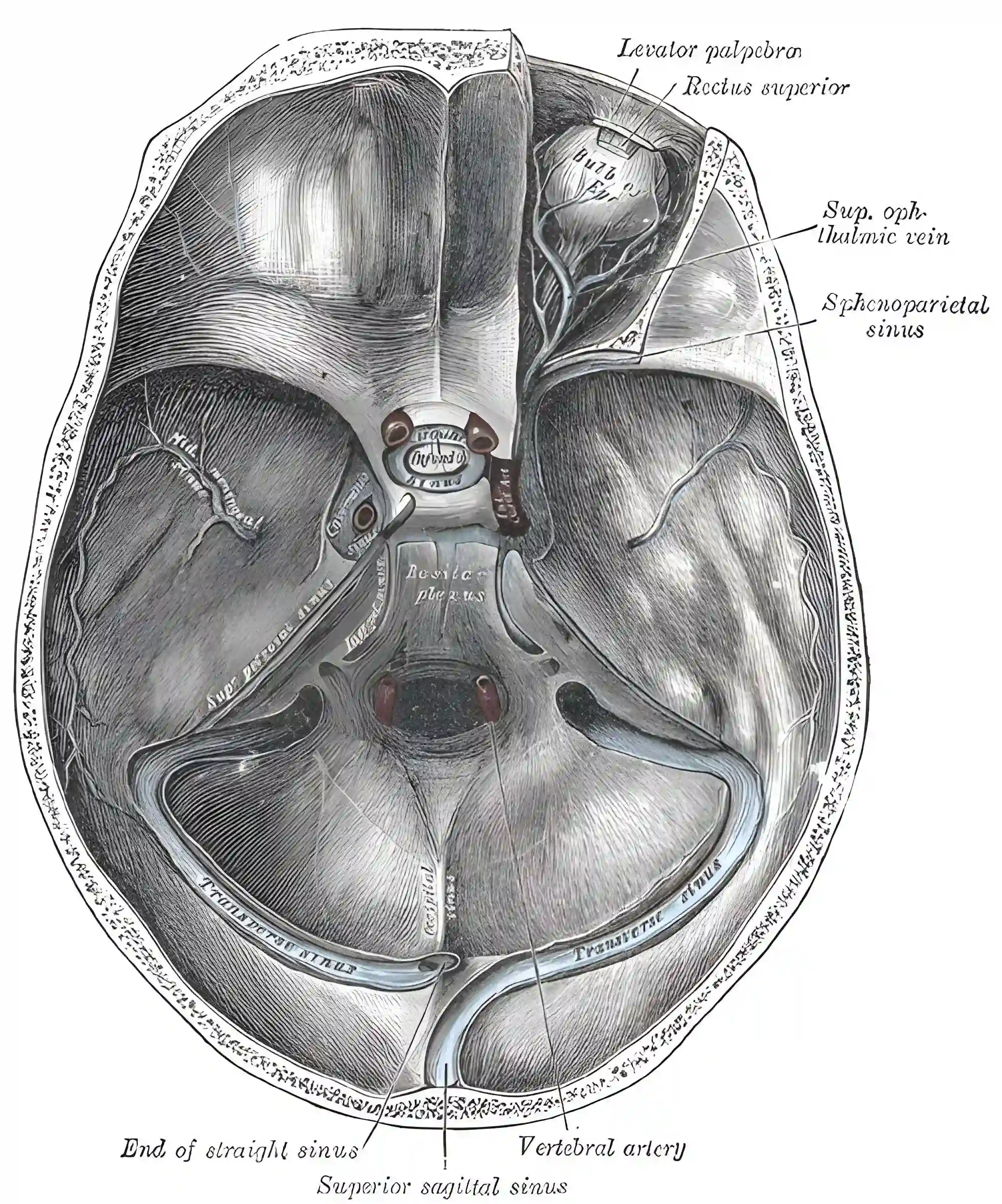 Grays Anatomy Figure 570