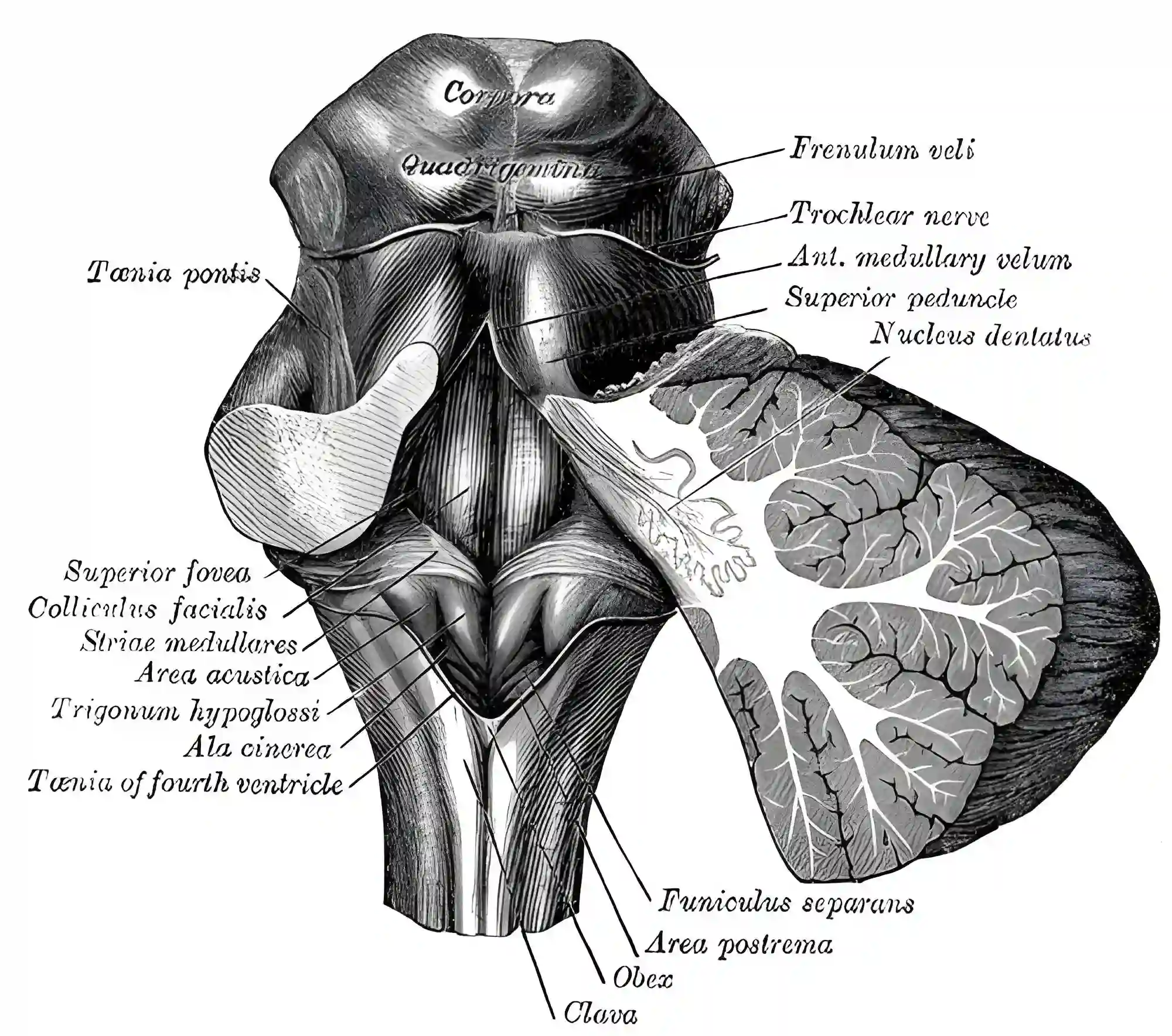 Cerebellum Grays Anatomy Figure 709