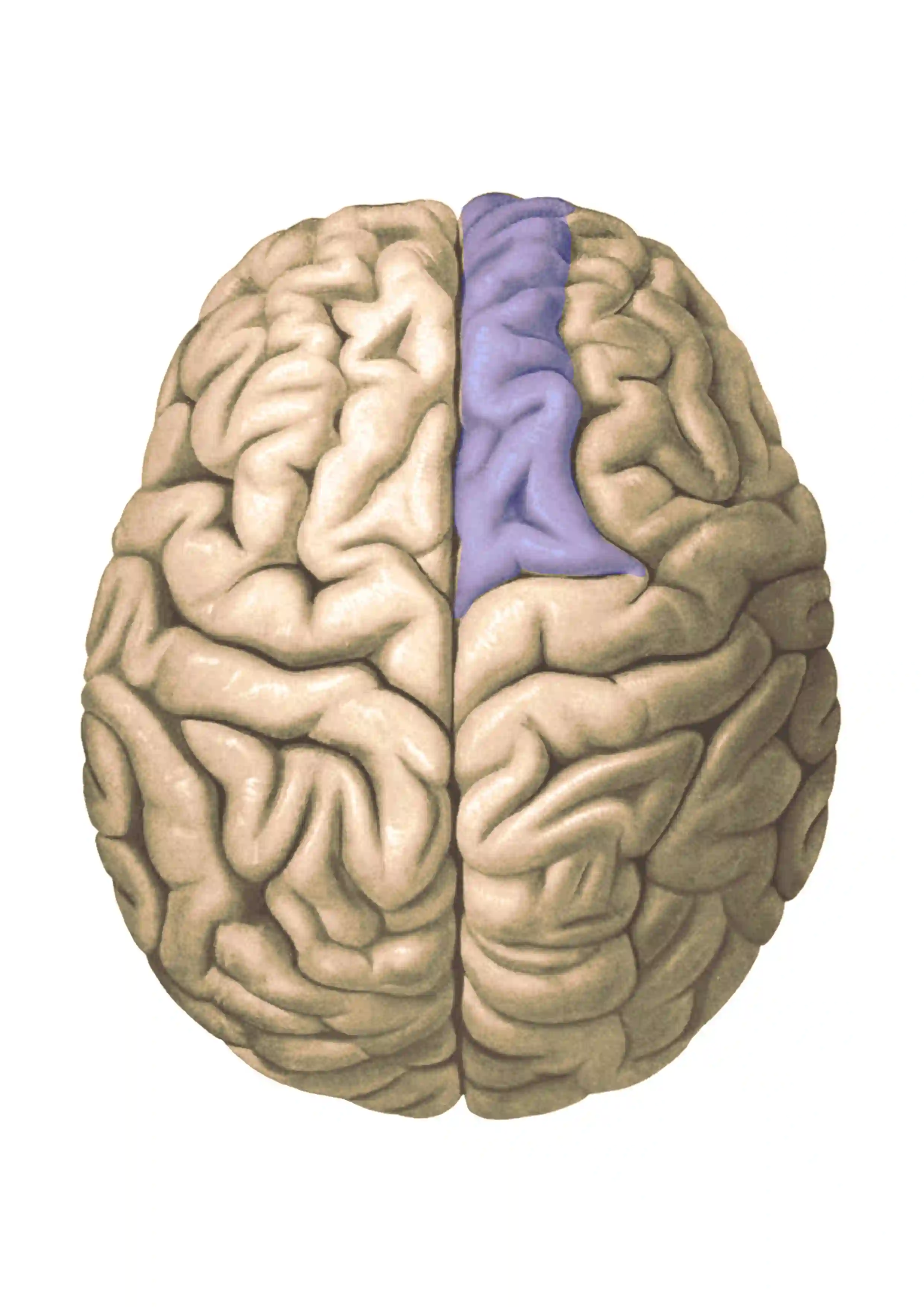 Gyrus frontalis superior