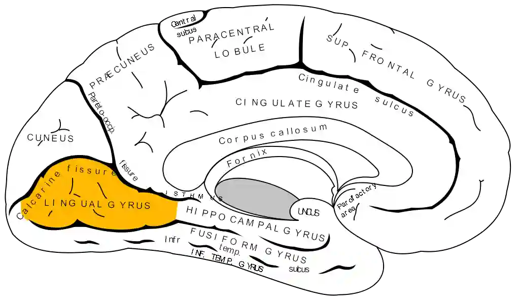 Gyrus lingualis