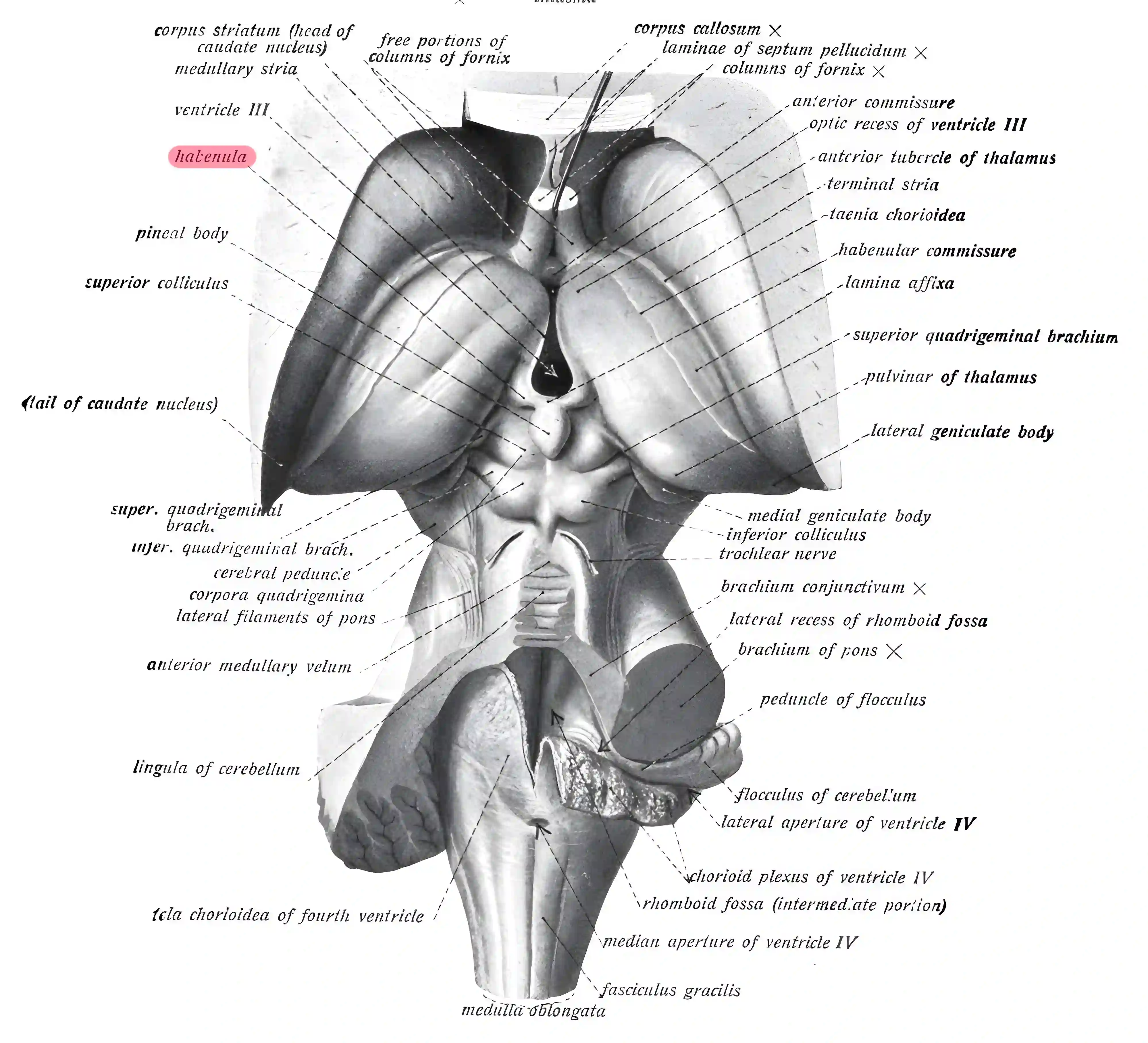 Habenula