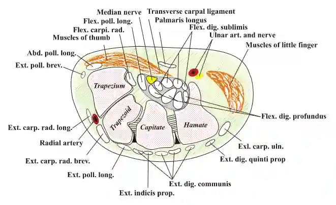 Schematische Abbildung des Karpaltunnels.
