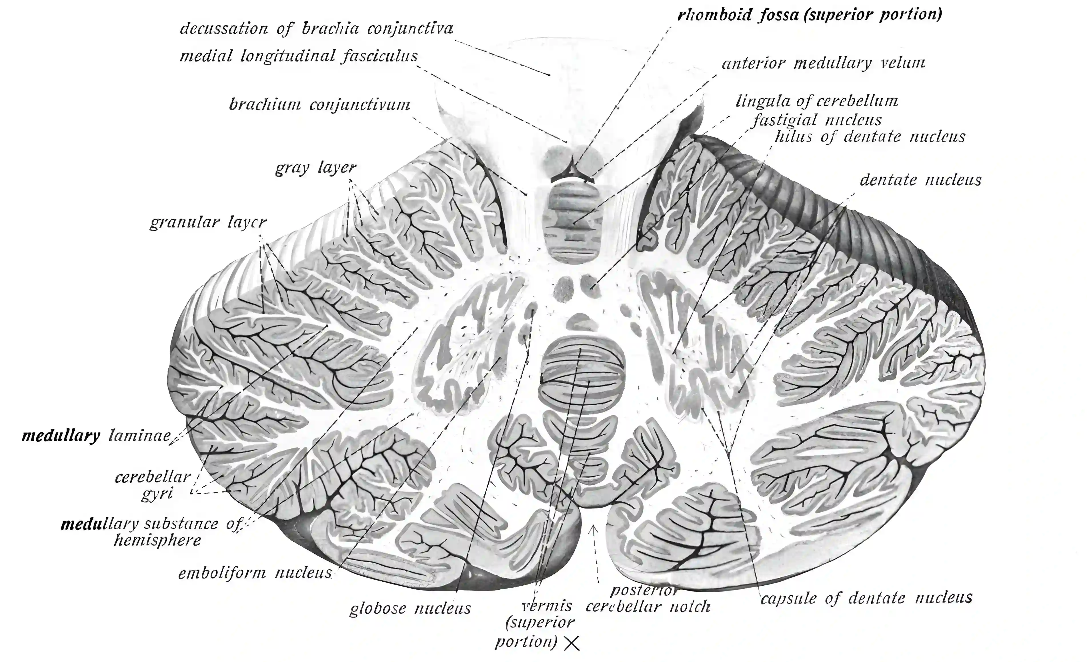 Kleinhirn Sobotta