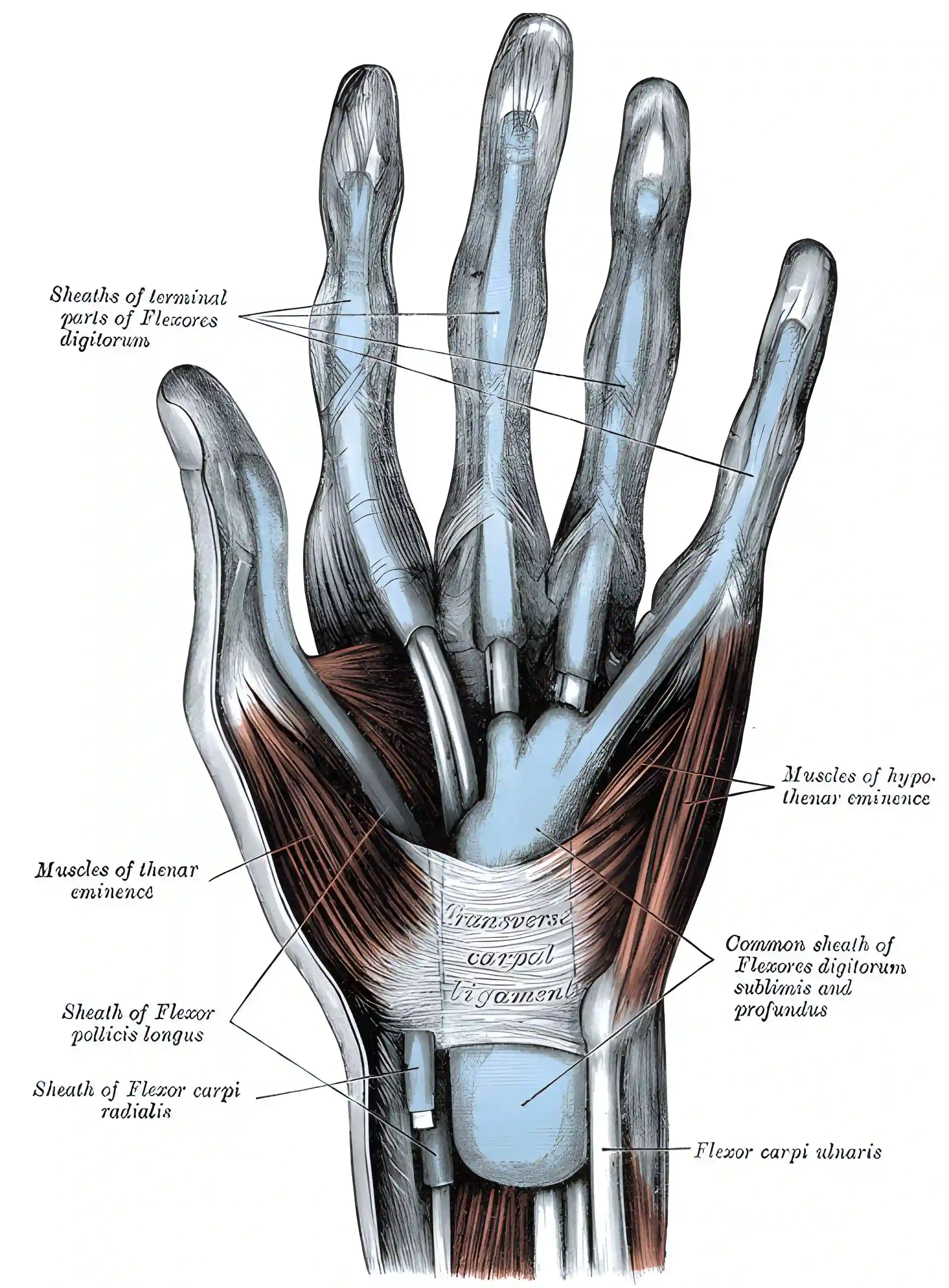 Ligamentum carpi transversum