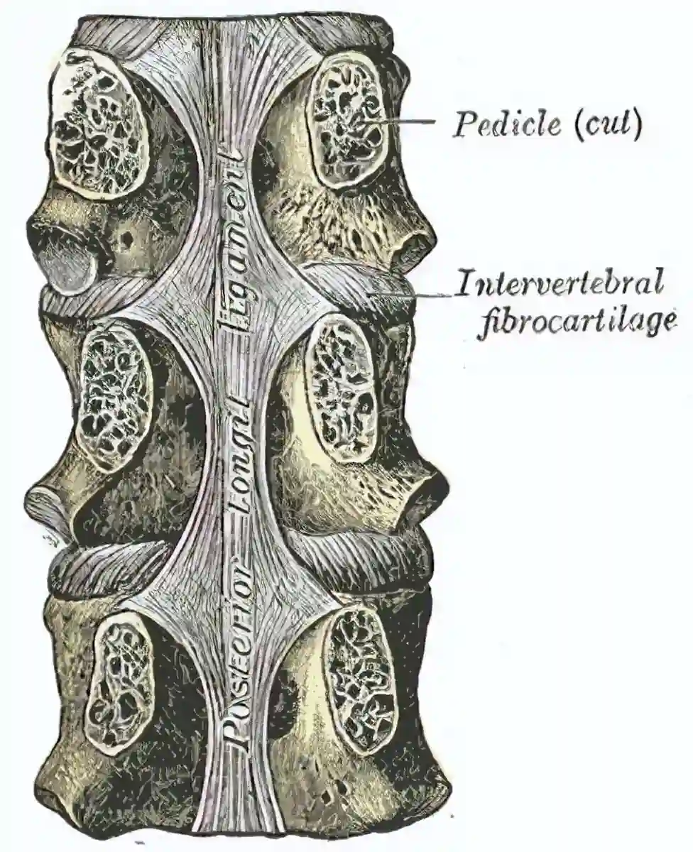 Ligamentum longitudinale posterius