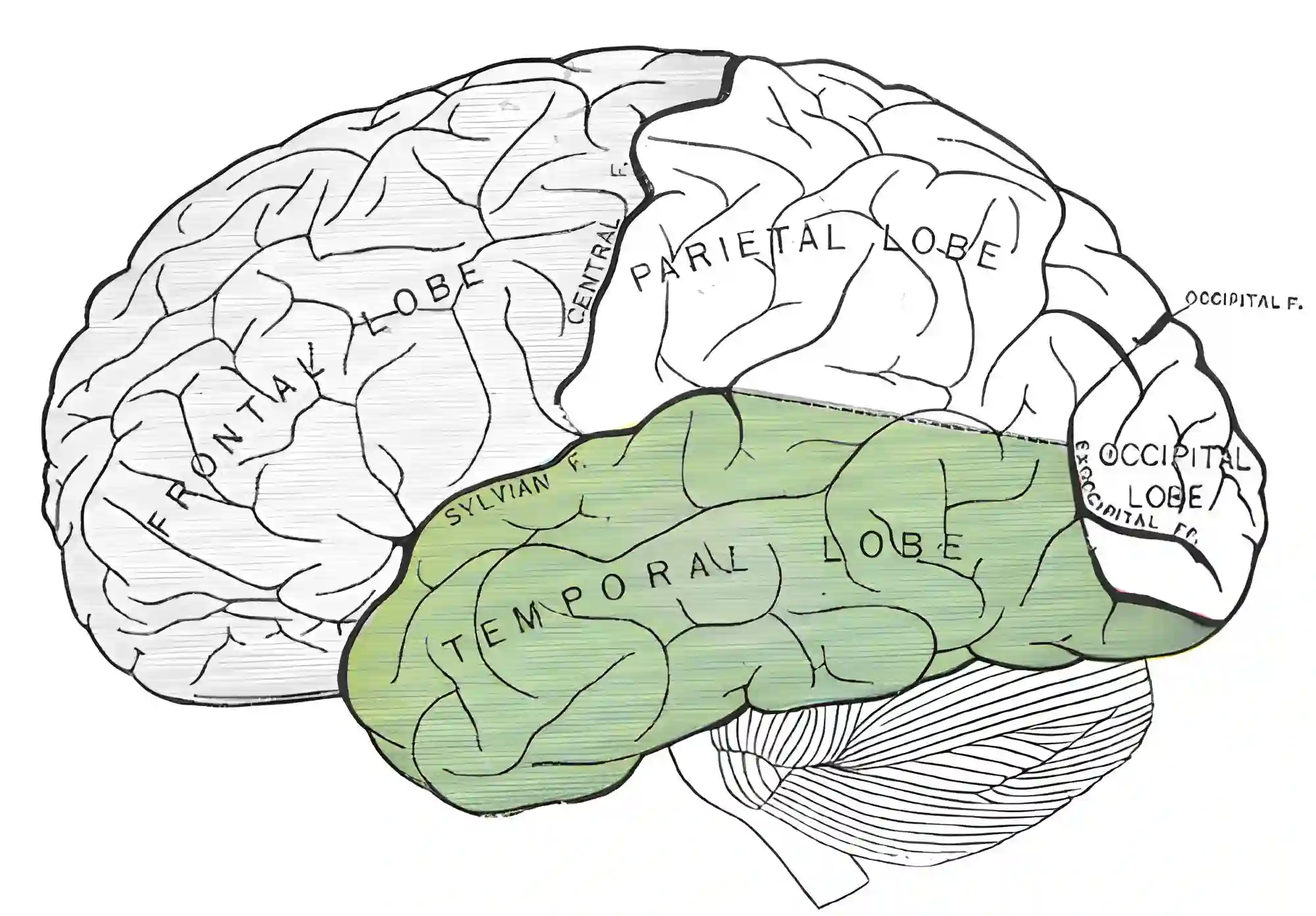Lobus temporalis