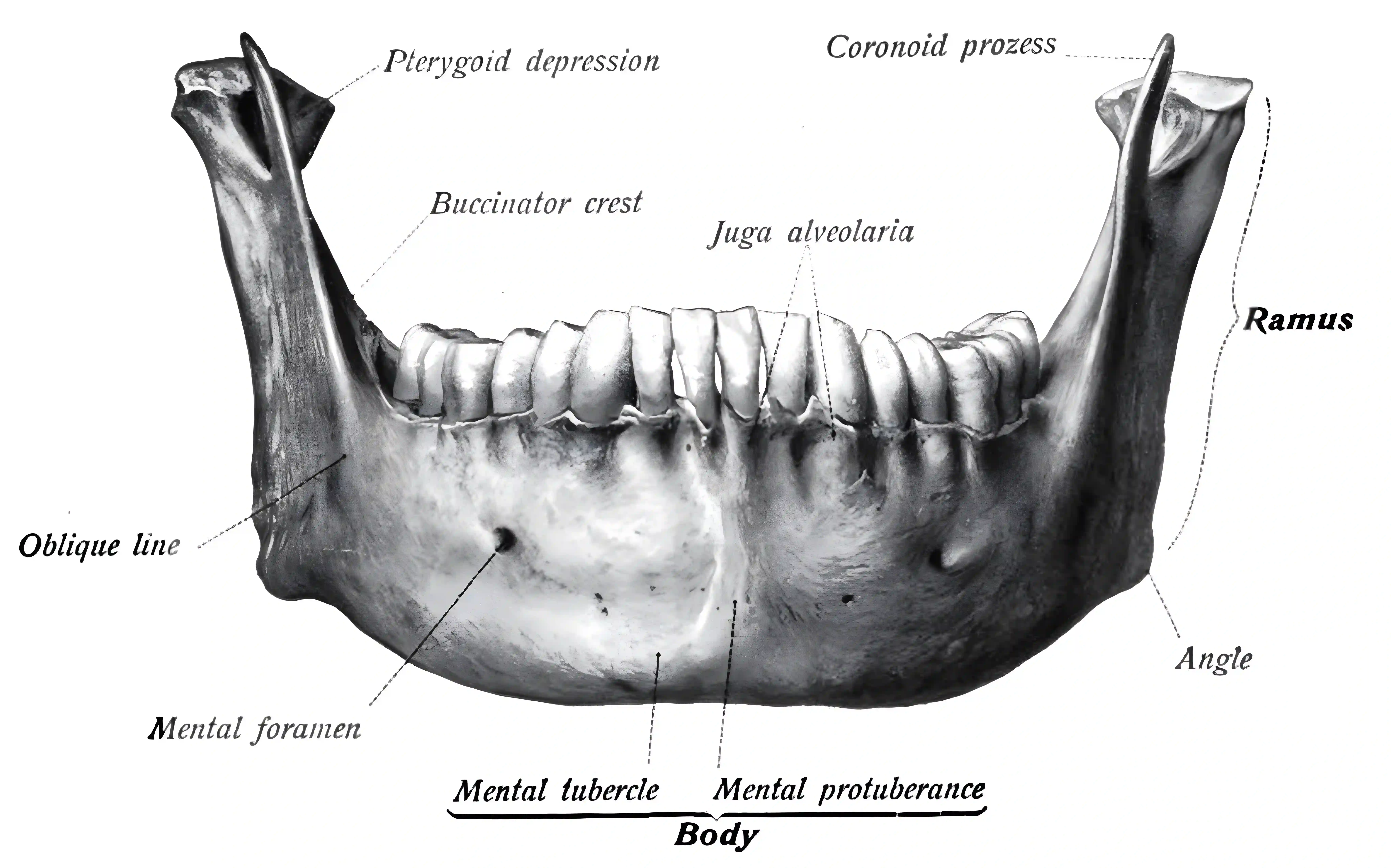 Mandibula anatomische Zeichnung