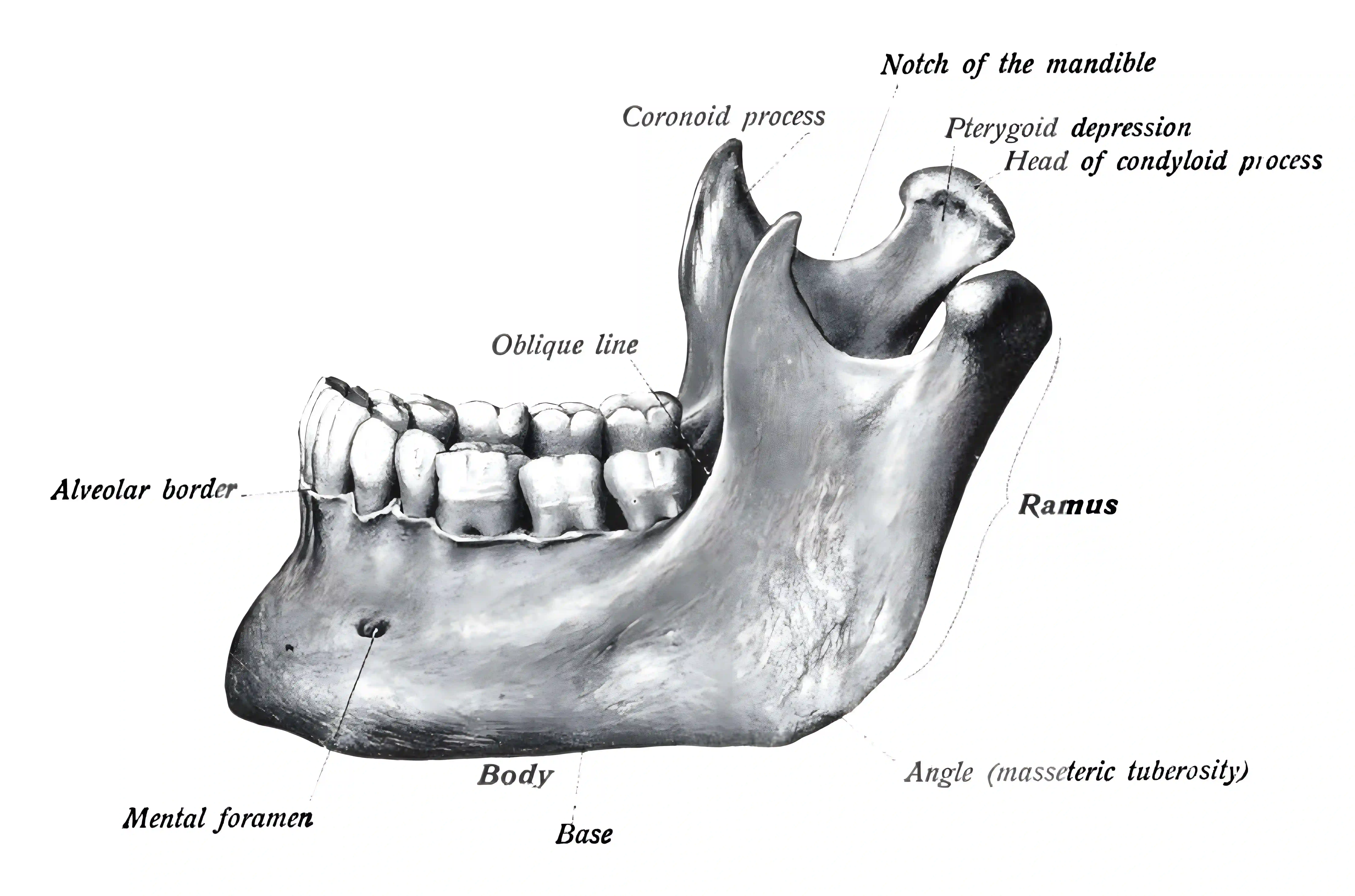 Mandibula anatomische Zeichnung