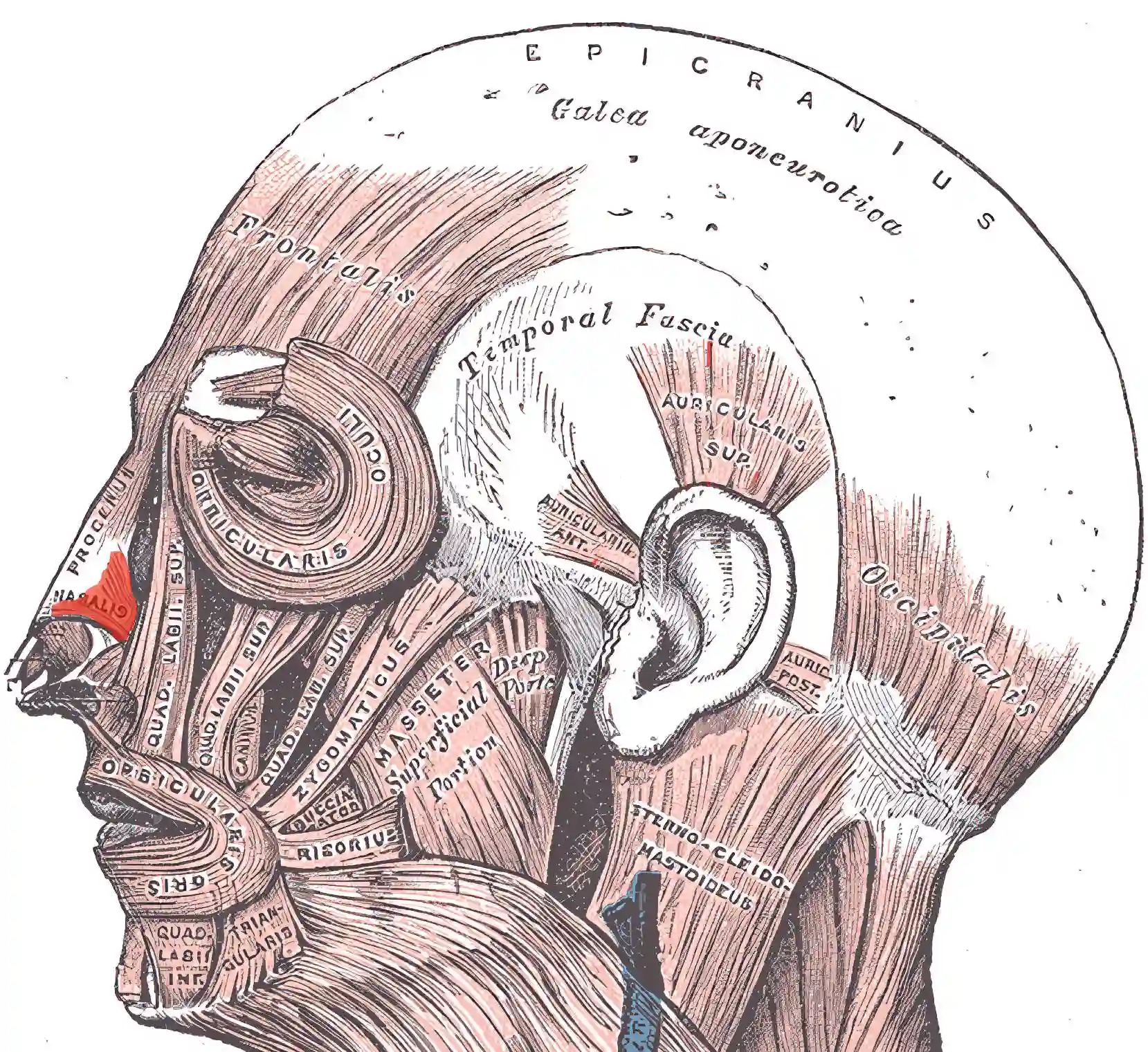 Musculus nasalis