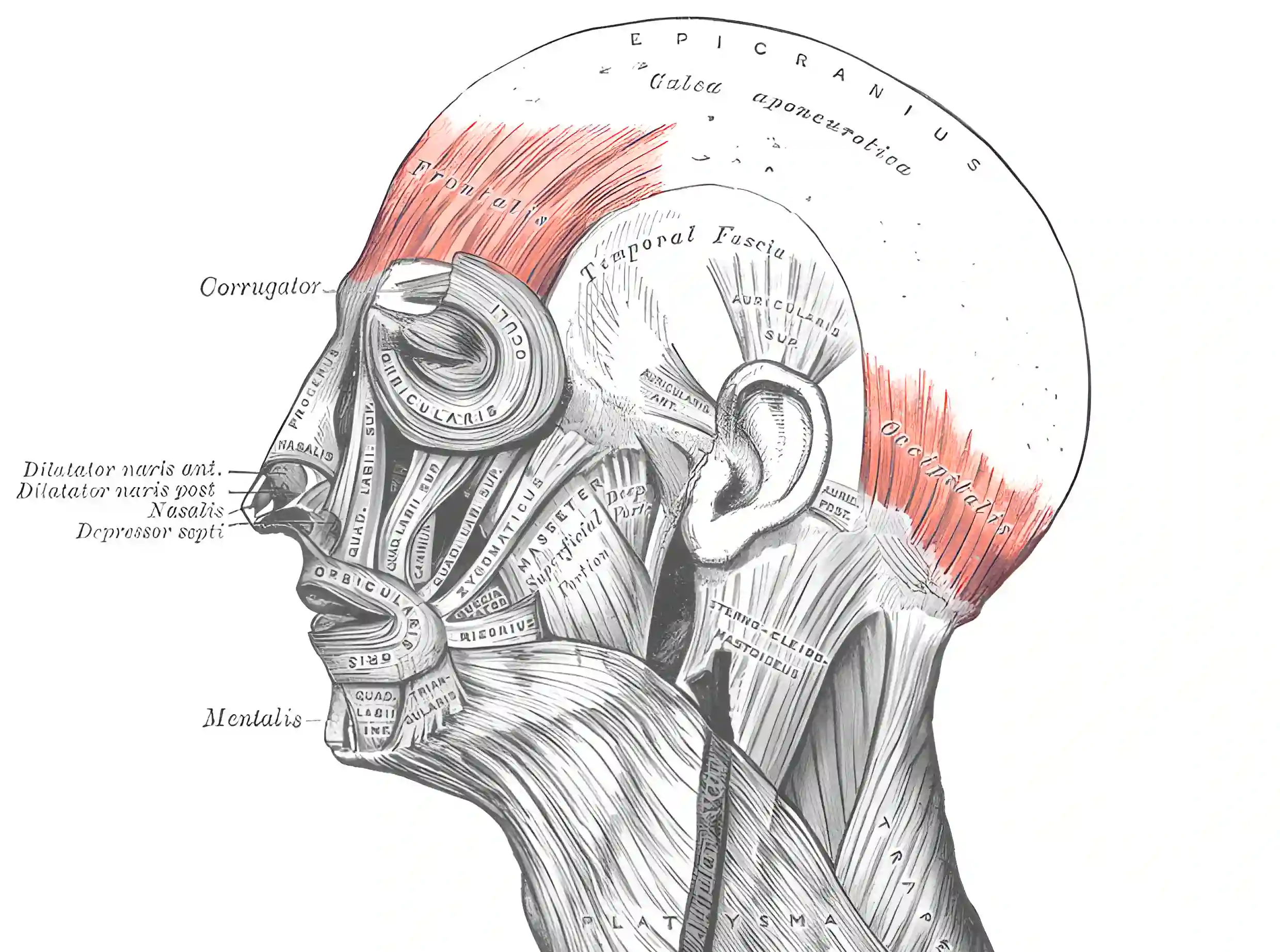 Musculus occipitofrontalis