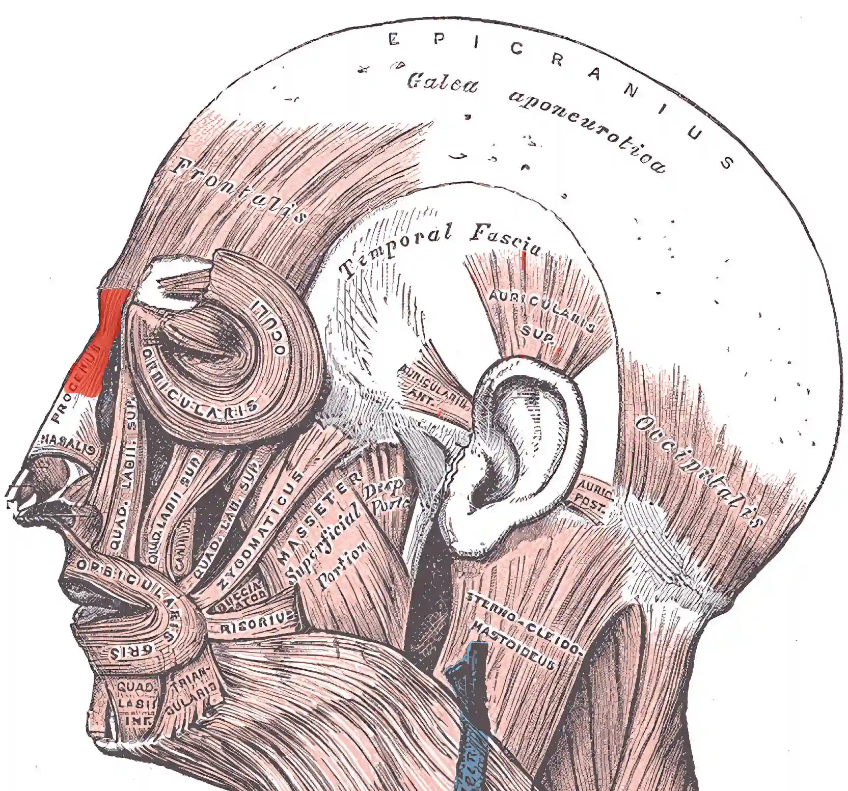 Musculus procerus