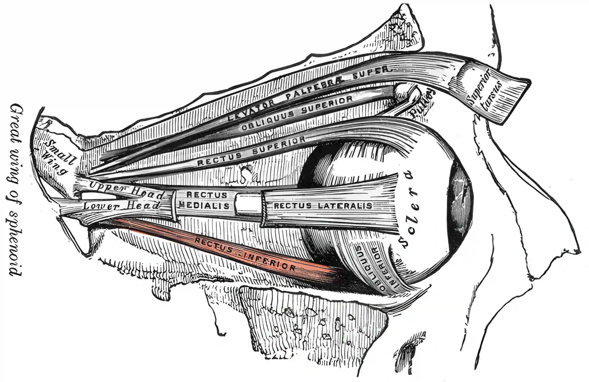 Musculus rectus inferior