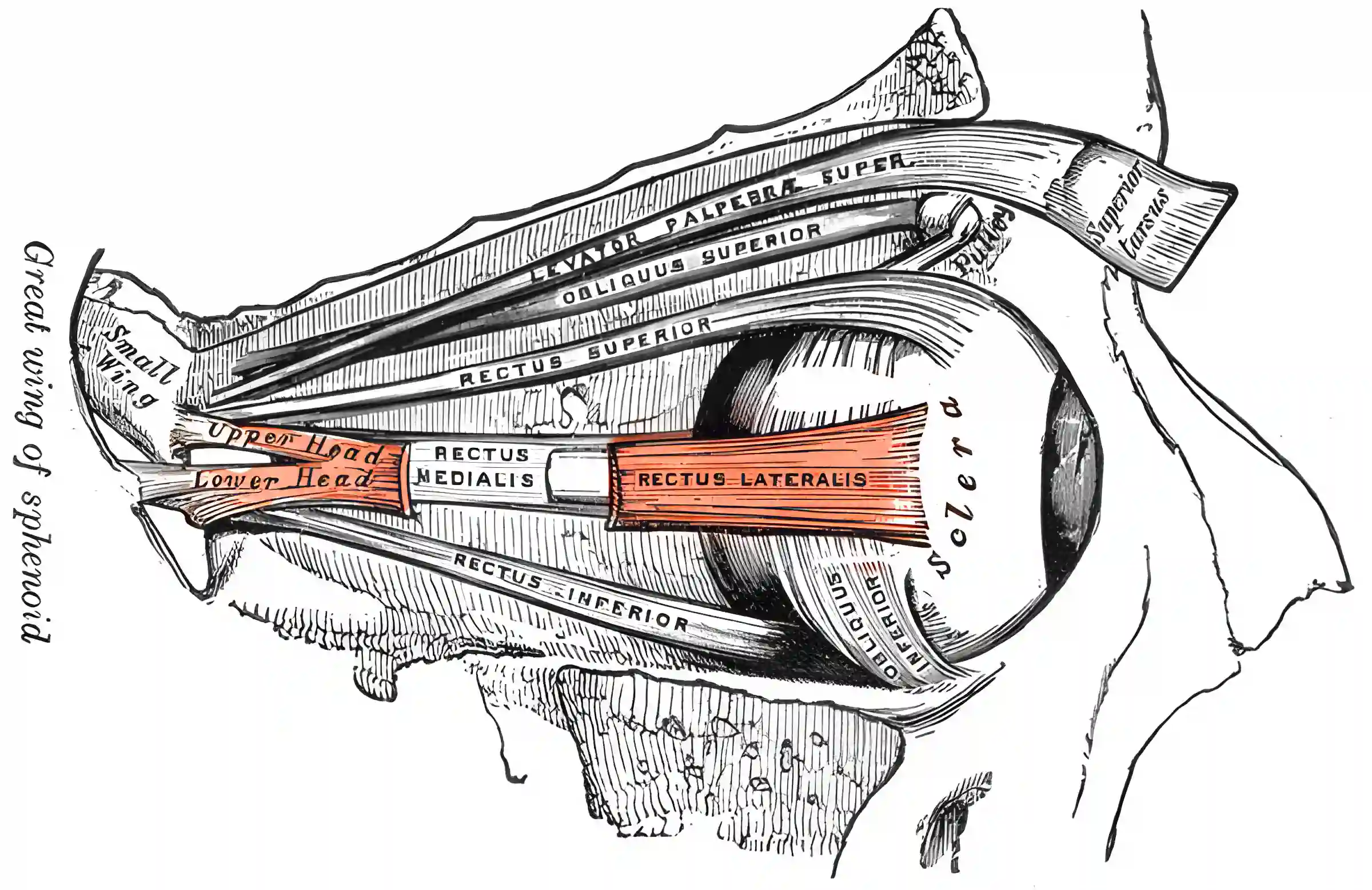 Musculus rectus lateralis
