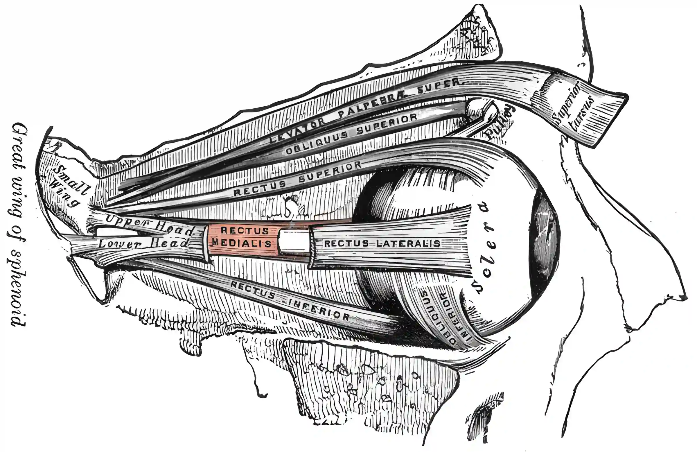 Musculus rectus medialis