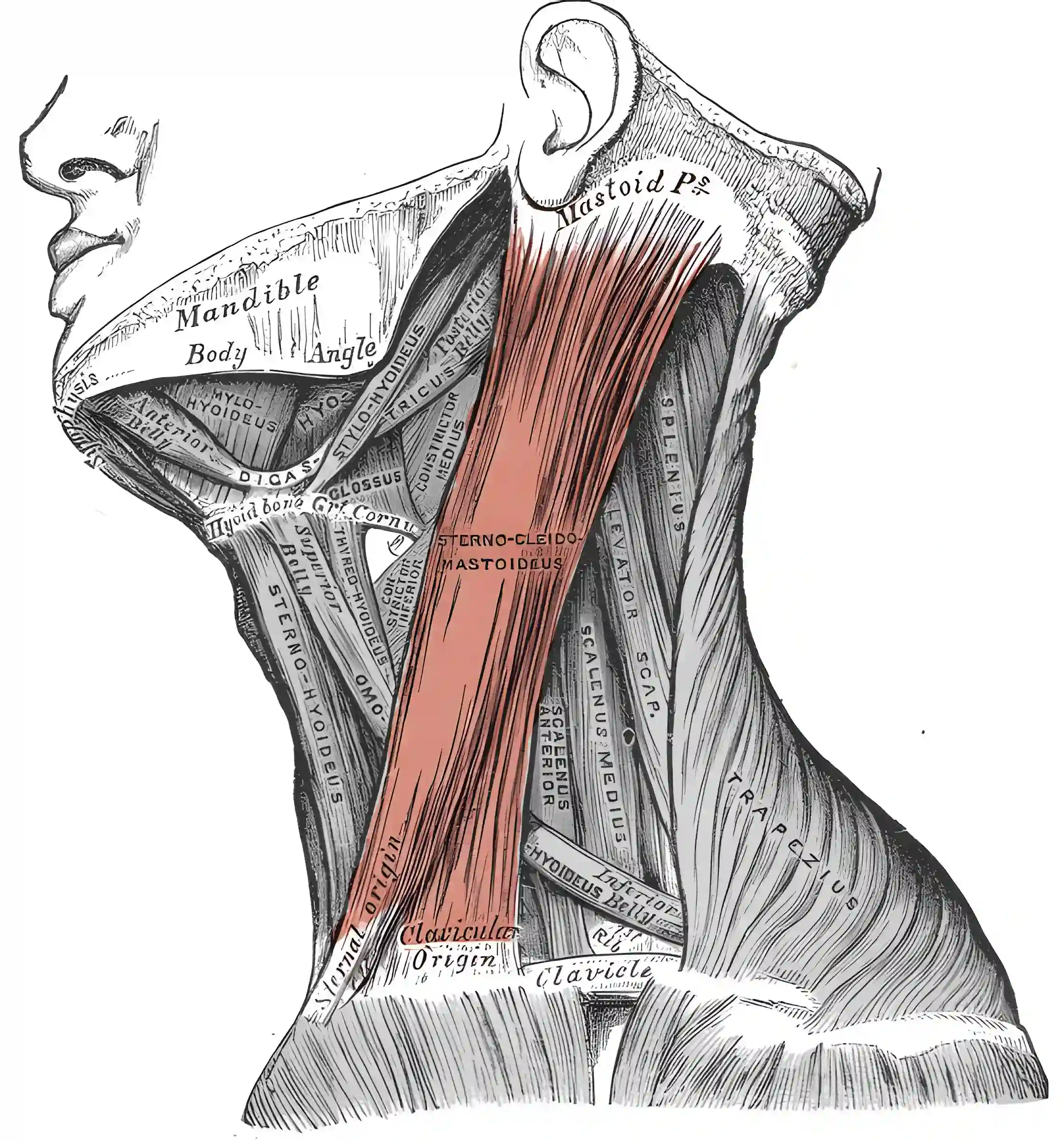 Musculus sternocleidomastoideus