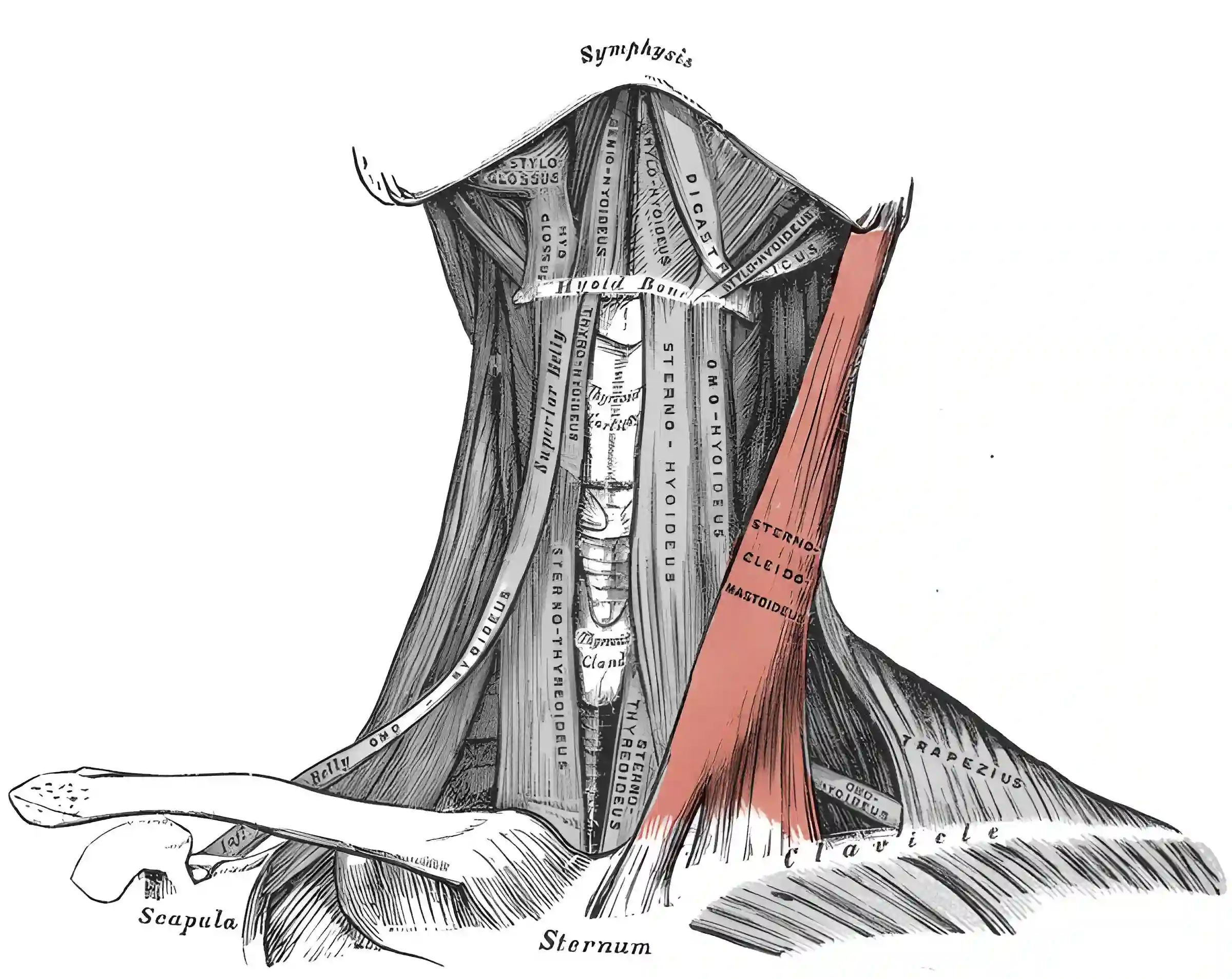 Musculus sternocleidomastoideus