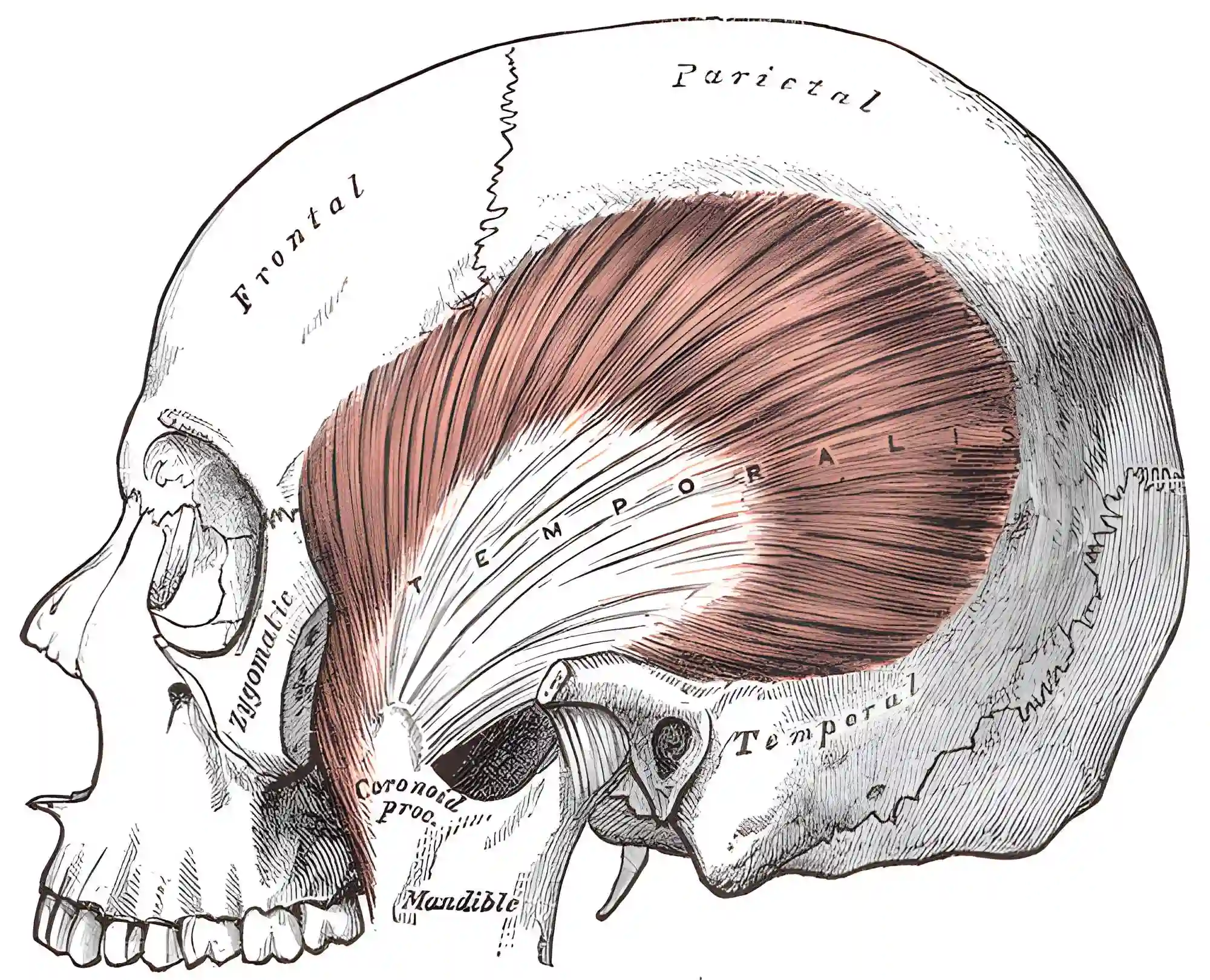 Musculus temporalis
