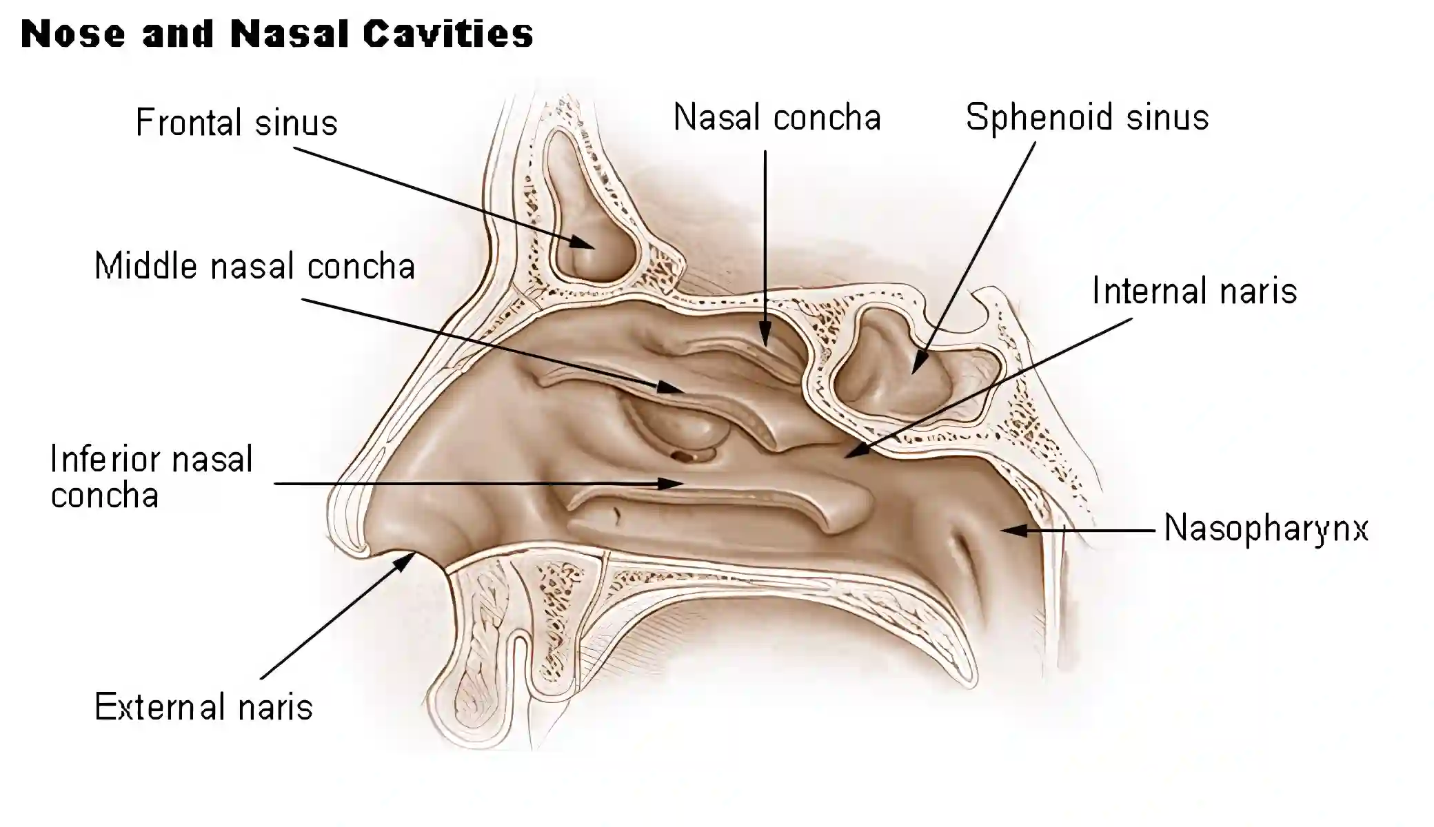 Nasenhöhle Illustration