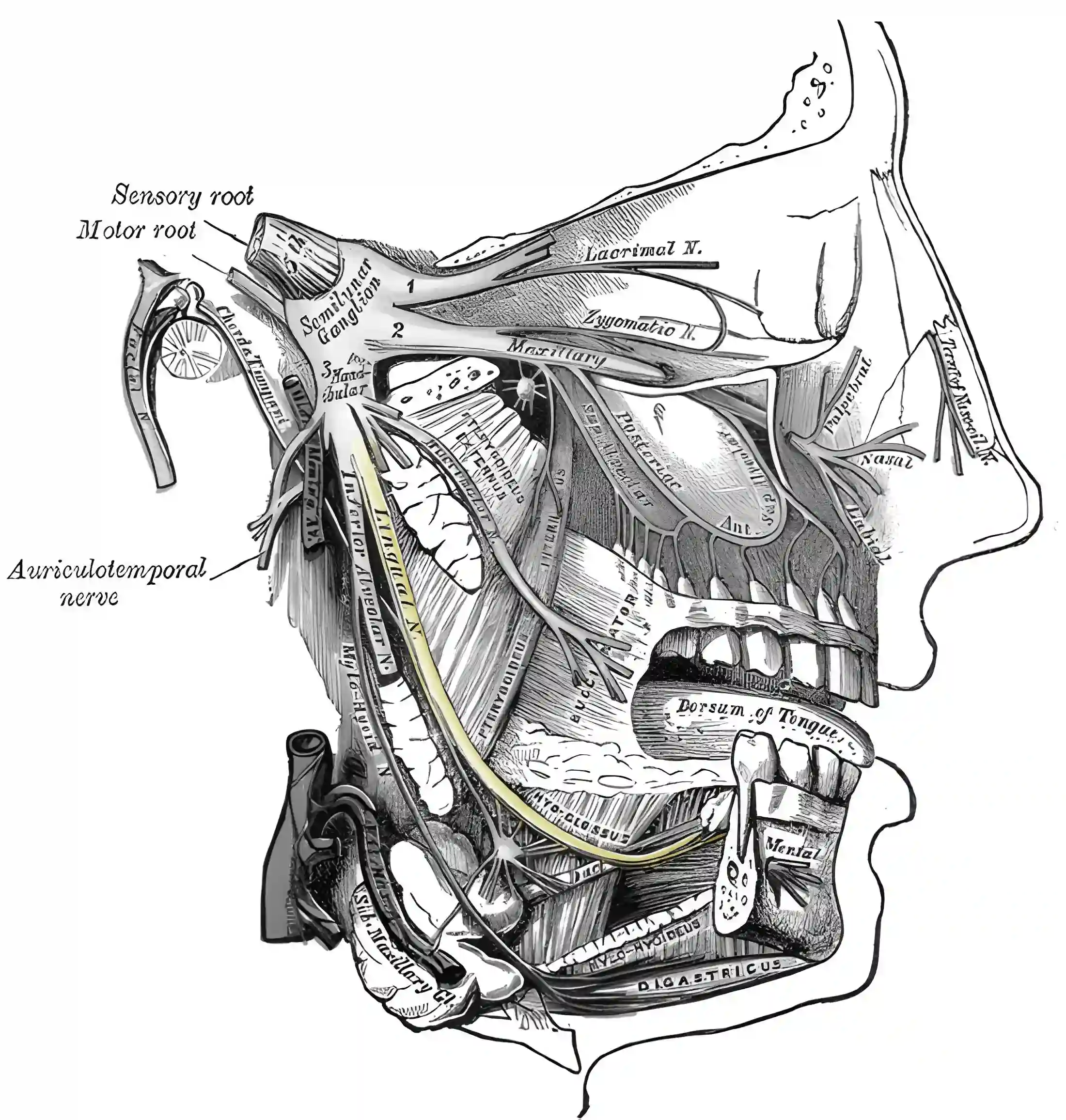 Nervus lingualis Grays Anatomy