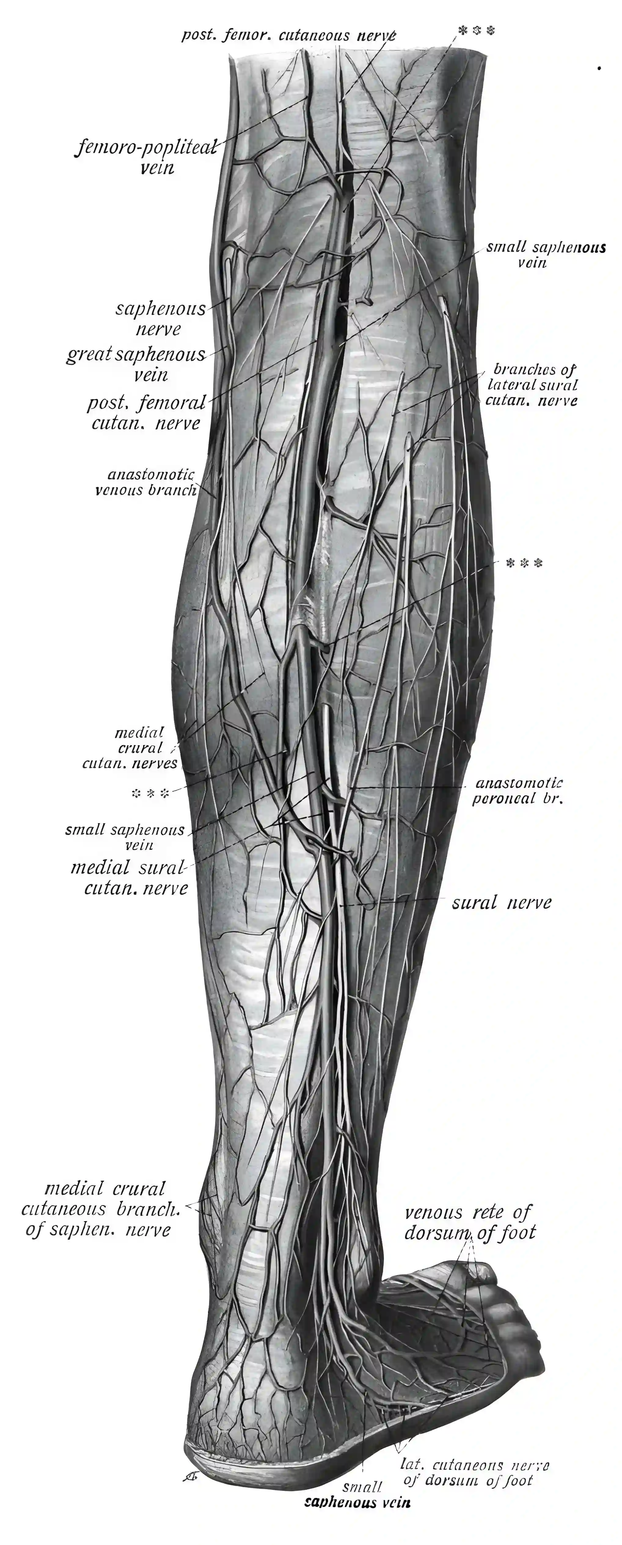 Nervus suralis Sobotta
