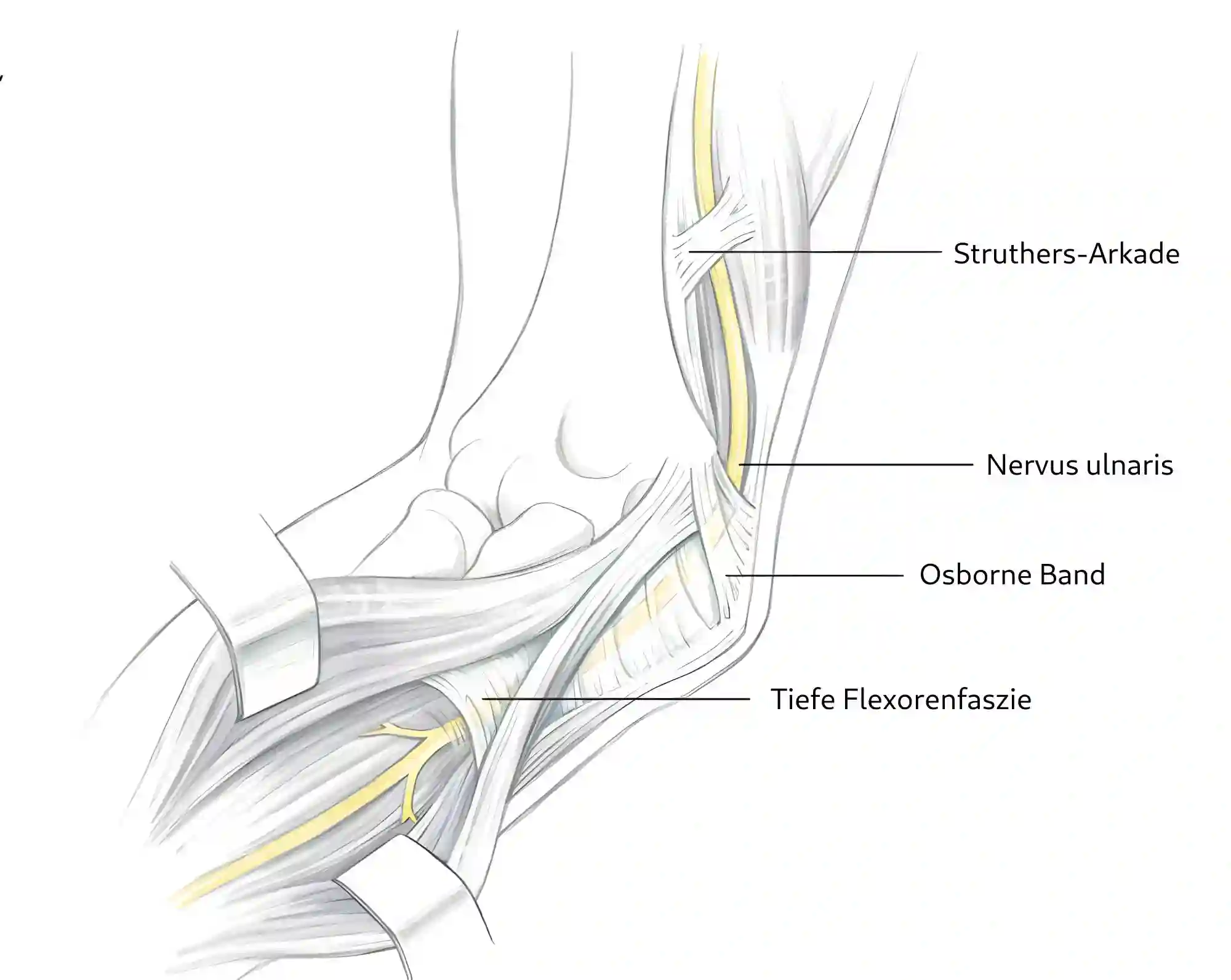 Nervus ulnaris und Ligamente