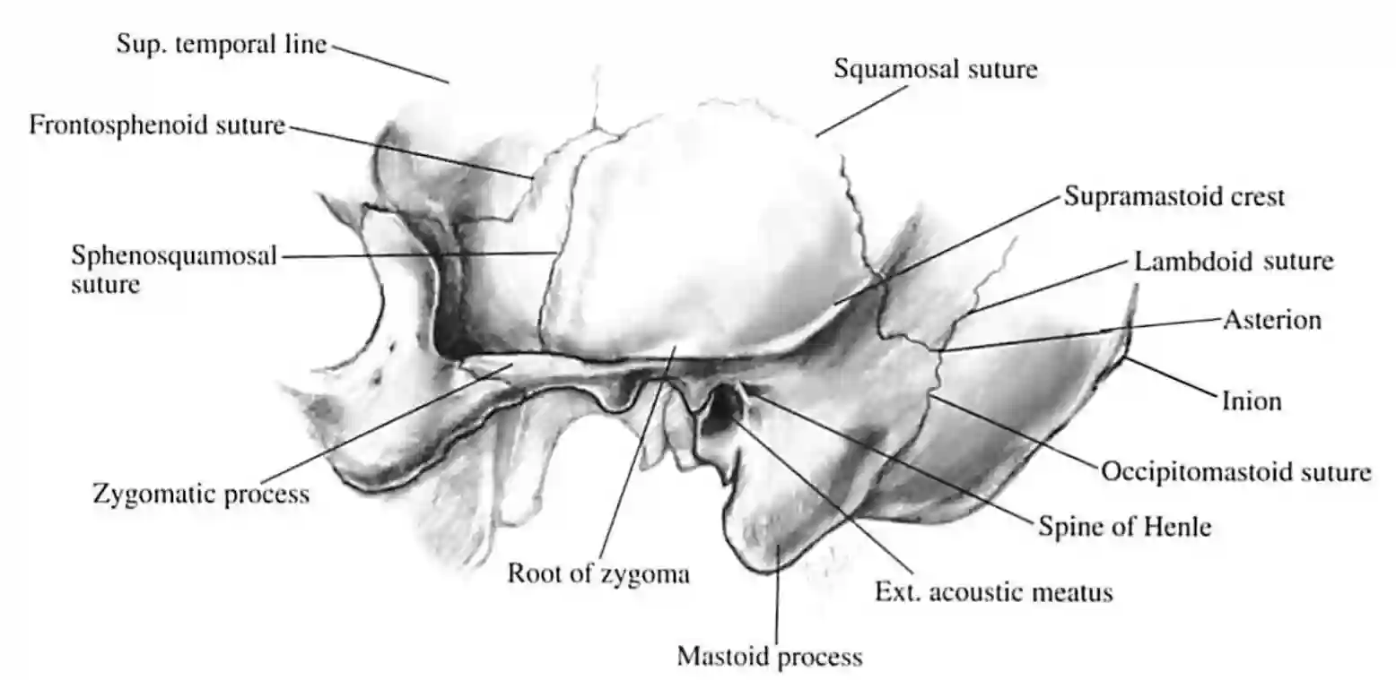 Anatomische Landmarken laterale Schädelansicht