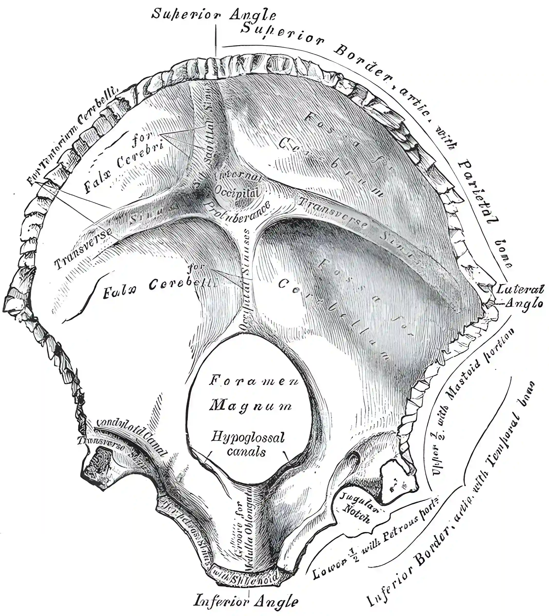 Schematisch Darstellung Os occipitale