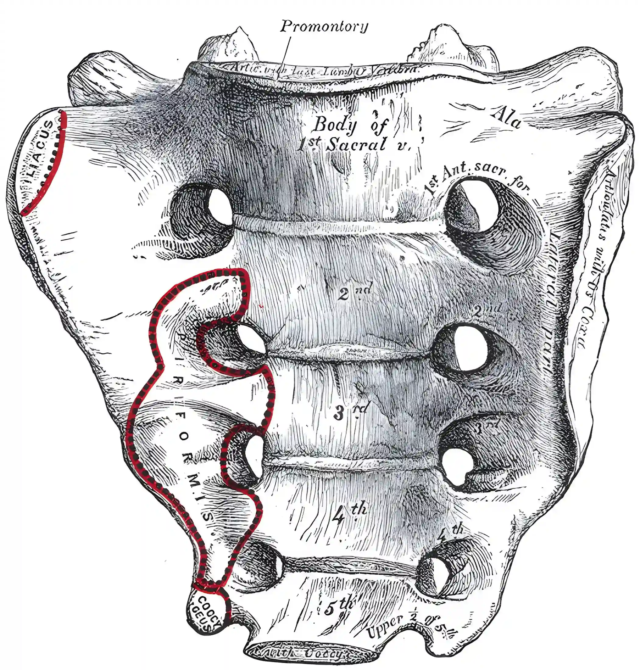 Os sacrum Fgure 95