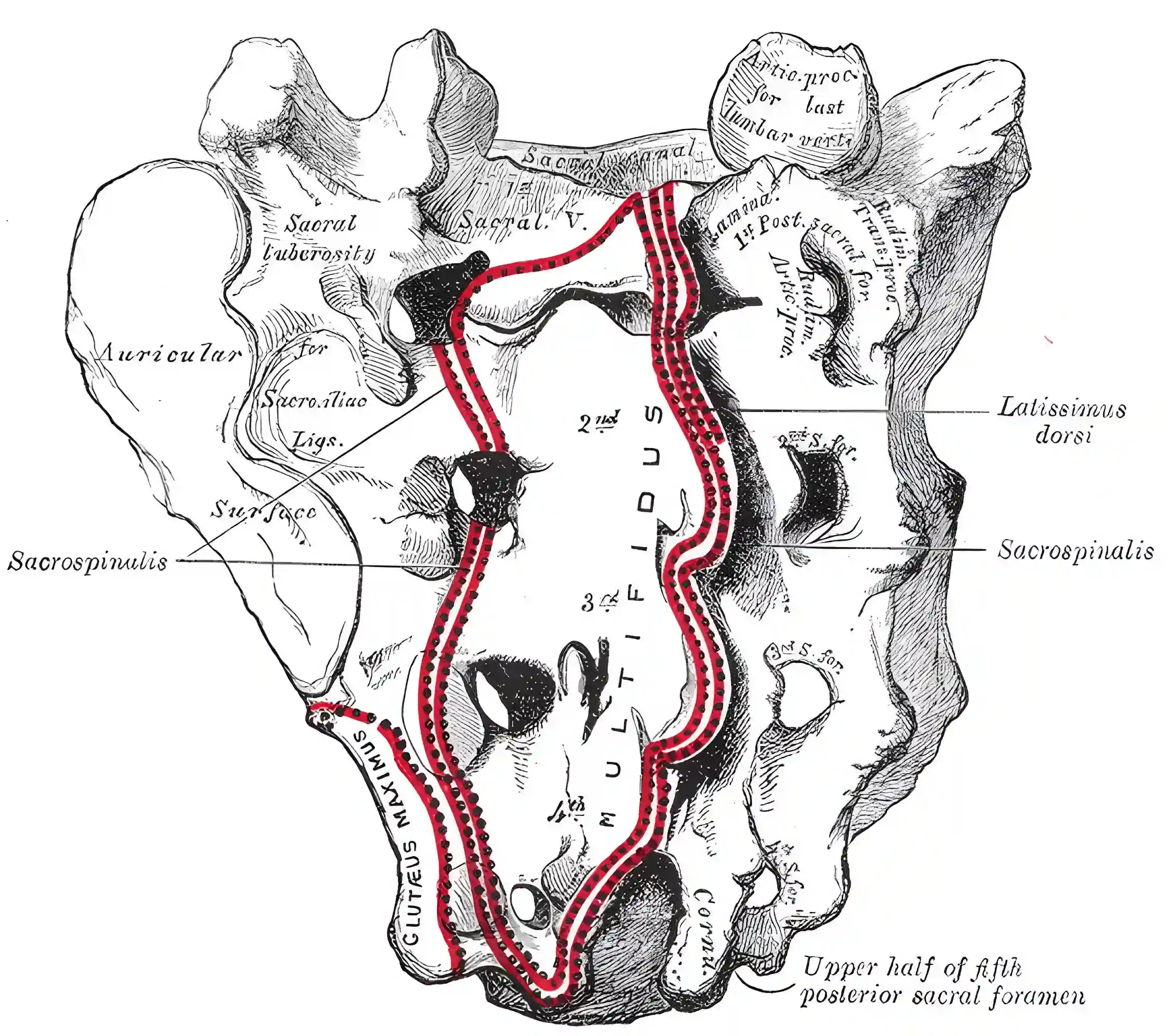 Os sacrum Figure 96