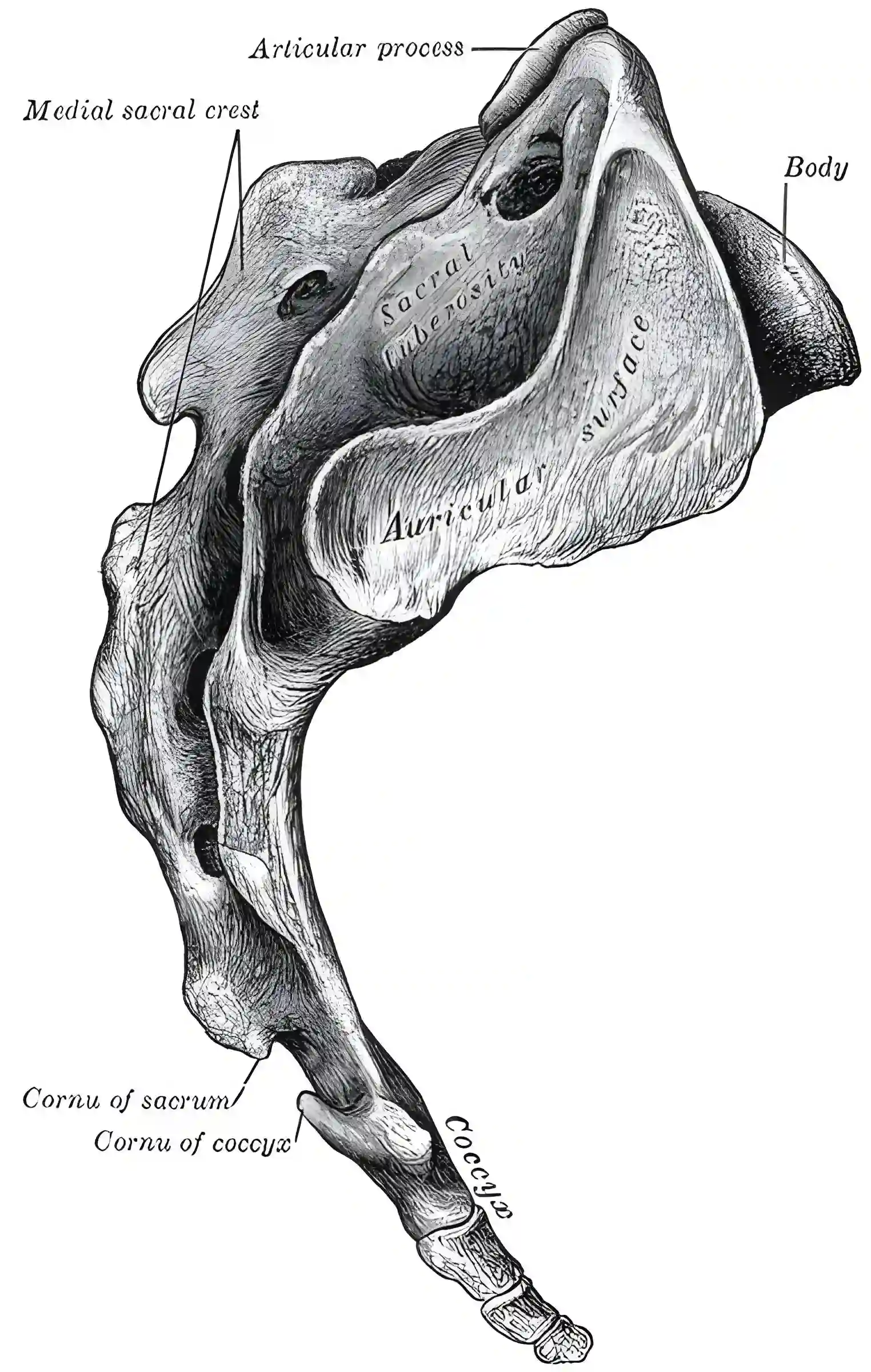 Os sacrum Figure 97